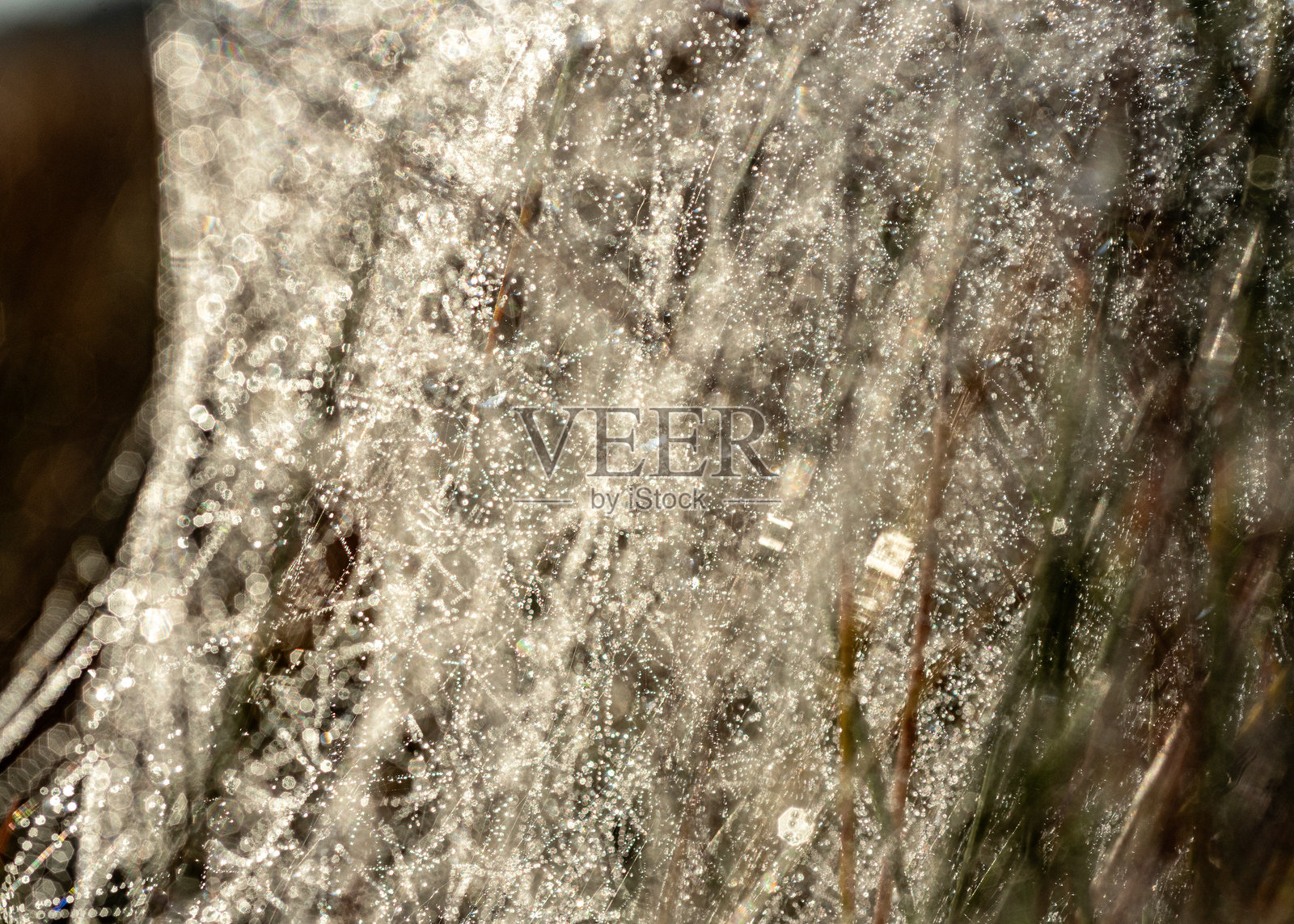 宏观照片，展示美丽的蜘蛛网，特写视角，精致的自然形态照片摄影图片