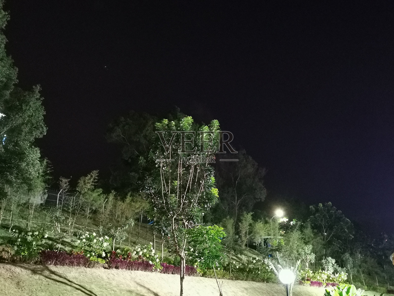 黑夜中公园里的树木和花园灯光照片摄影图片