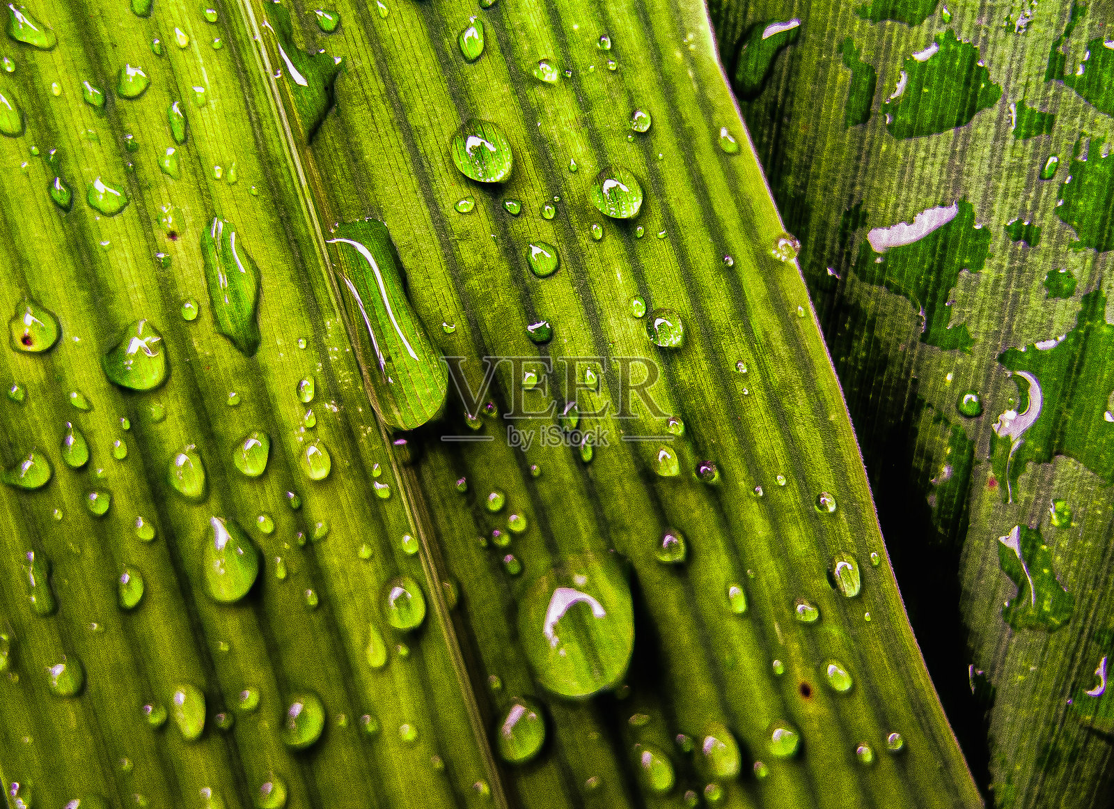 叶子上的露珠。绿色叶子上的雨水滴。聚焦于露珠。嘈杂。类似的其他。照片摄影图片