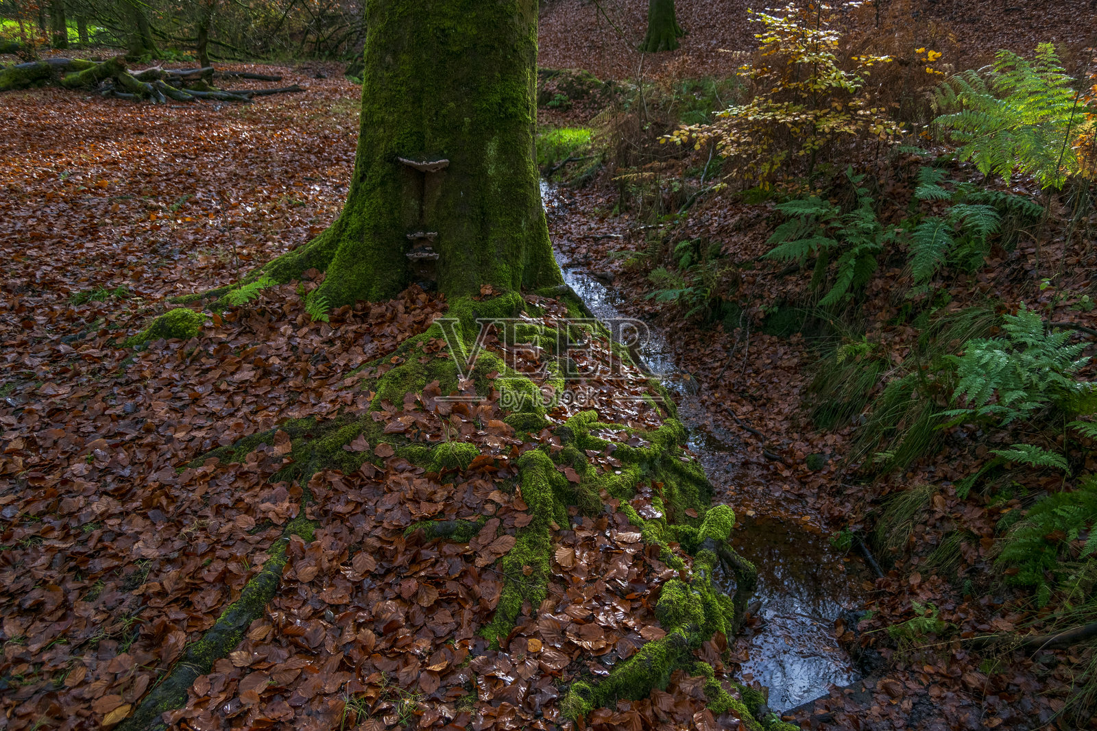 坦德山乡村公园的秋天最后色彩照片摄影图片