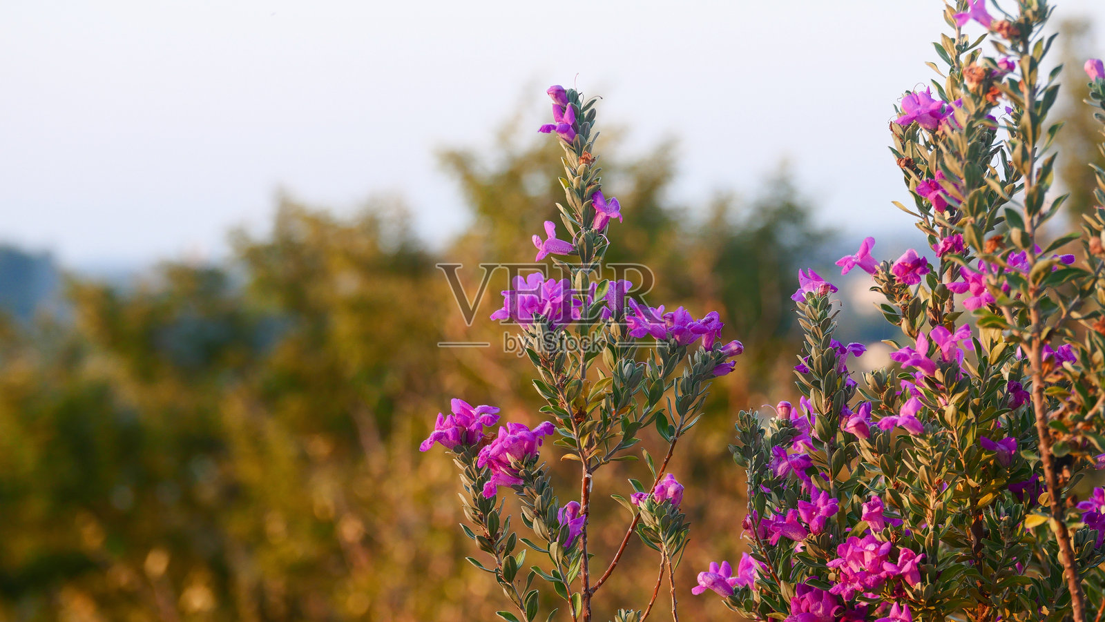 日落光辉中的粉色花朵照片摄影图片
