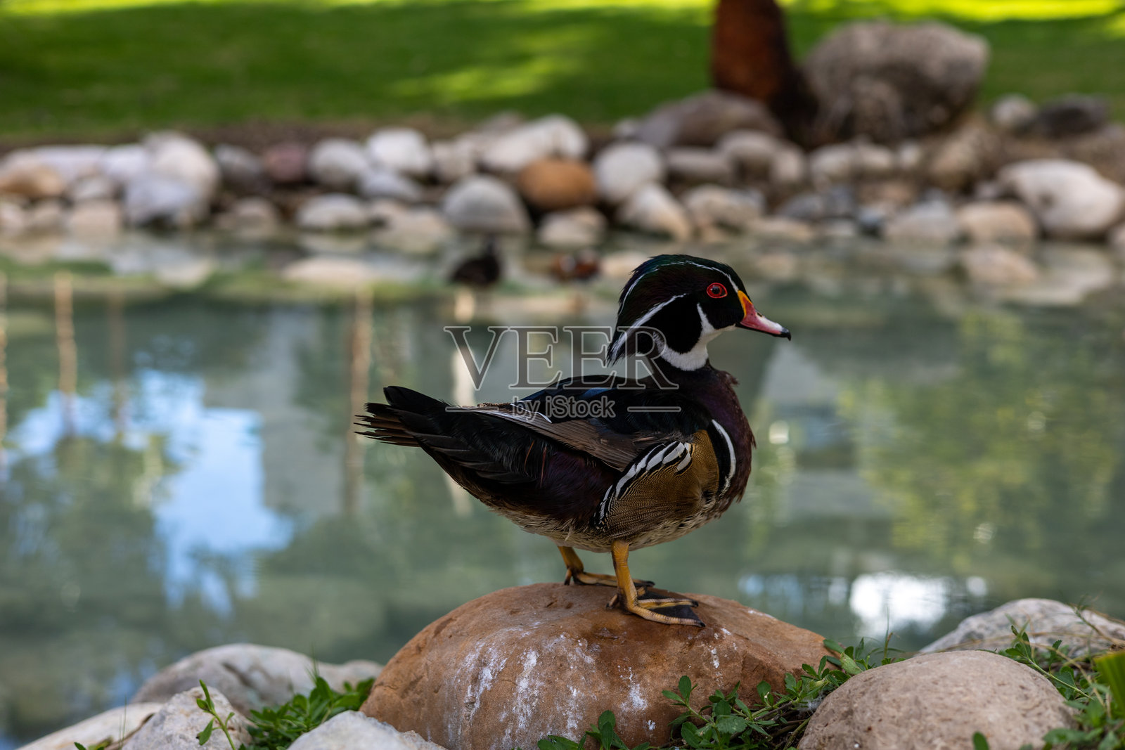 在阳光明媚的日子里，木鸭在土耳其酒店花园宁静的池塘旁休息。照片摄影图片