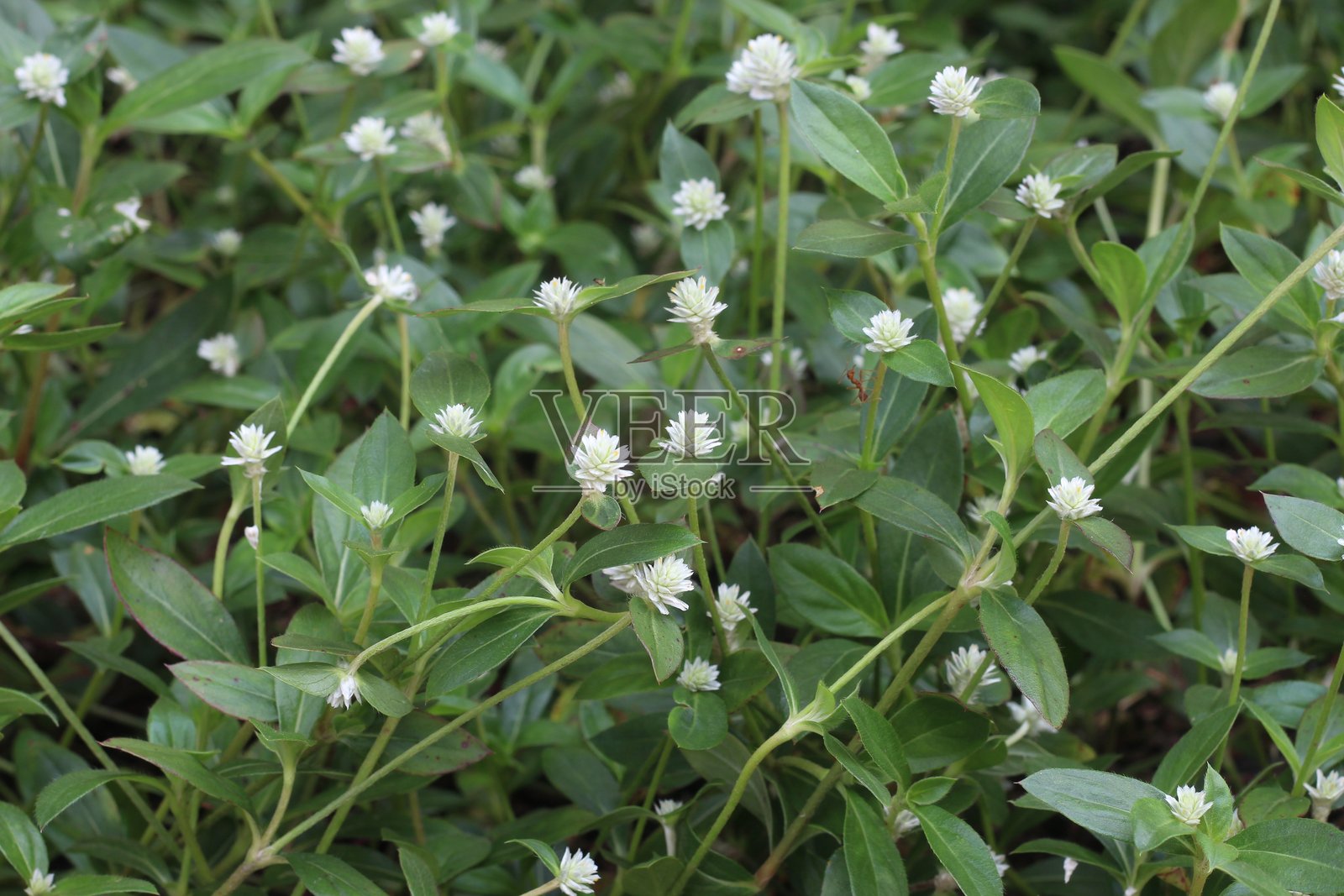假雏菊，学名为Eclipta prostrata照片摄影图片