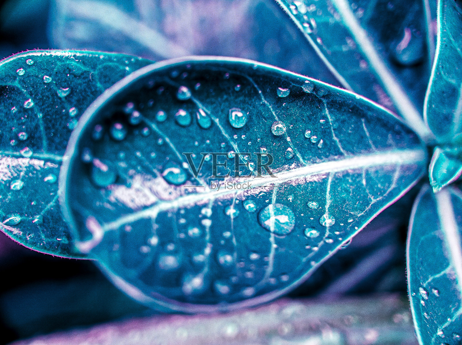 叶子上的露珠。雨水滴落在蓝绿色调的叶子上。聚焦于露珠。嘈杂。类似的其他。照片摄影图片