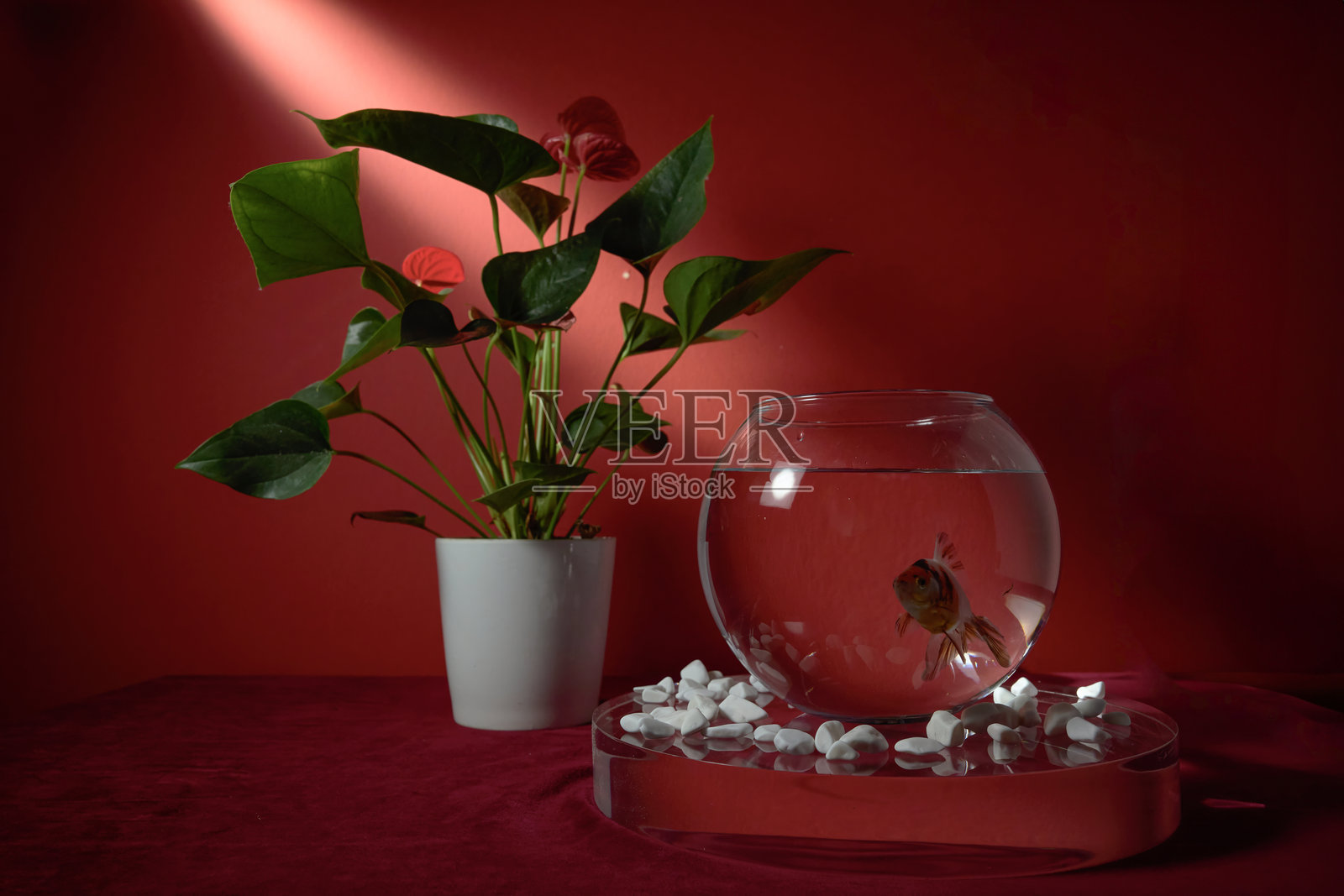 红色背景下的鱼缸里的金鱼照片摄影图片