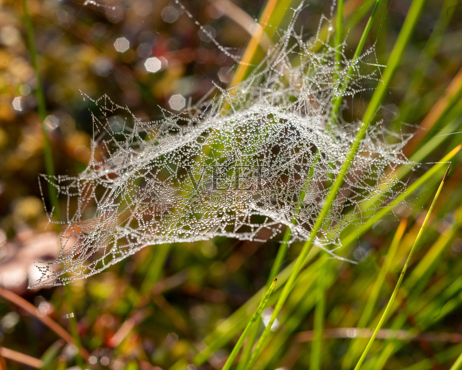 宏观照片，展示美丽的蜘蛛网，特写视角，精致的自然形态照片摄影图片