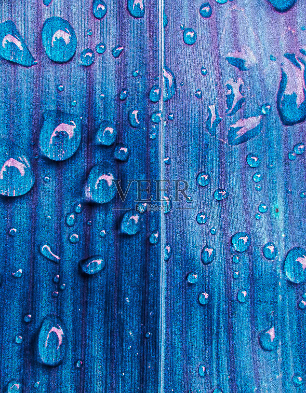 叶子上的露珠。雨水滴落在蓝绿色调的叶子上。背景梦幻，幻想般的自然叶子，像仙女一样。聚焦于露珠。嘈杂。类似其他。照片摄影图片