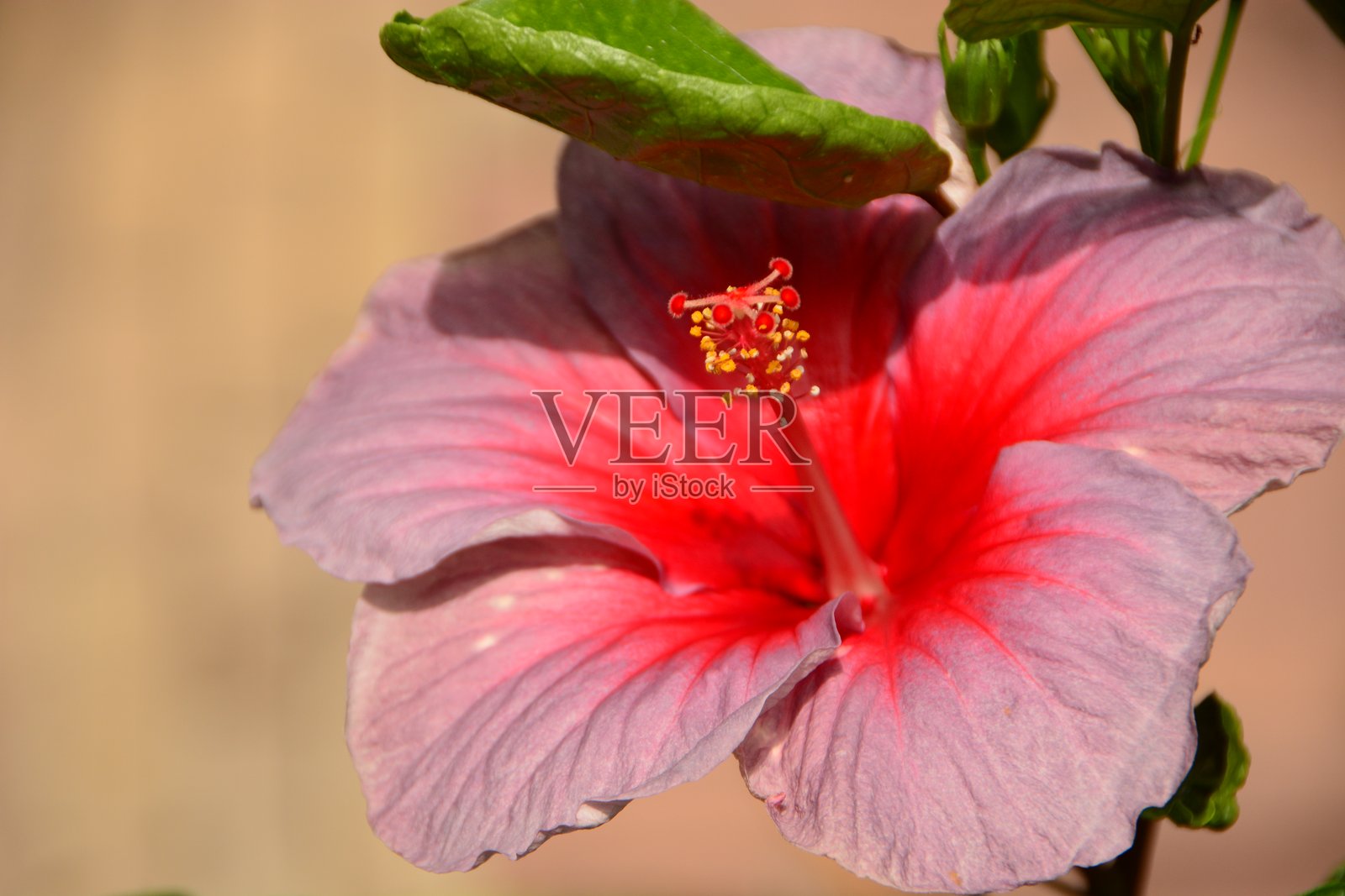 朱槿照片摄影图片