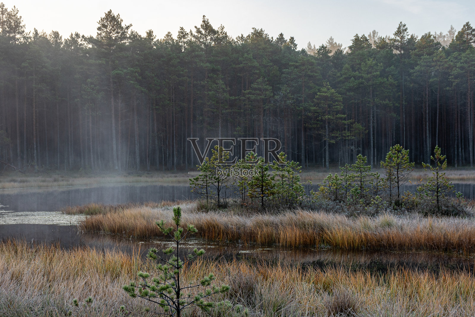 沼泽植物的美丽霜冻景观，精致的自然形态，秋季霜冻照片摄影图片