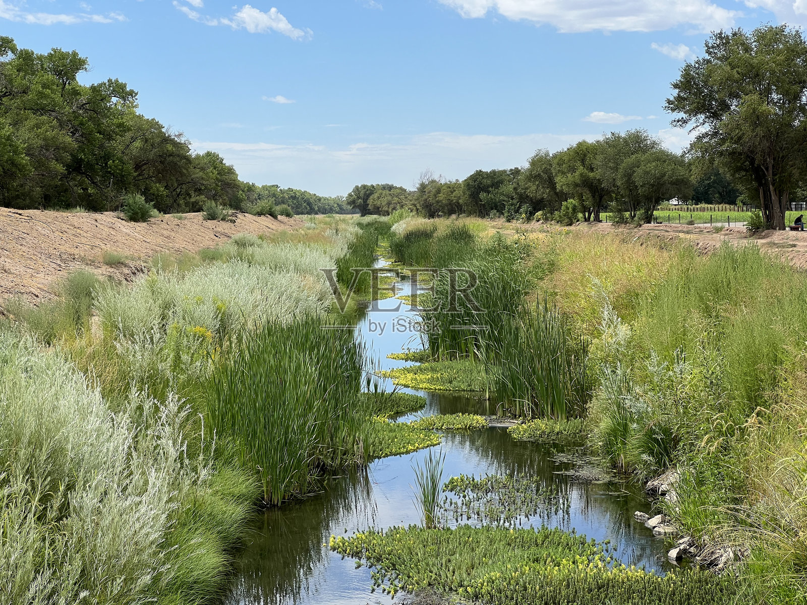 宁静的小溪被郁郁葱葱的植被环绕照片摄影图片