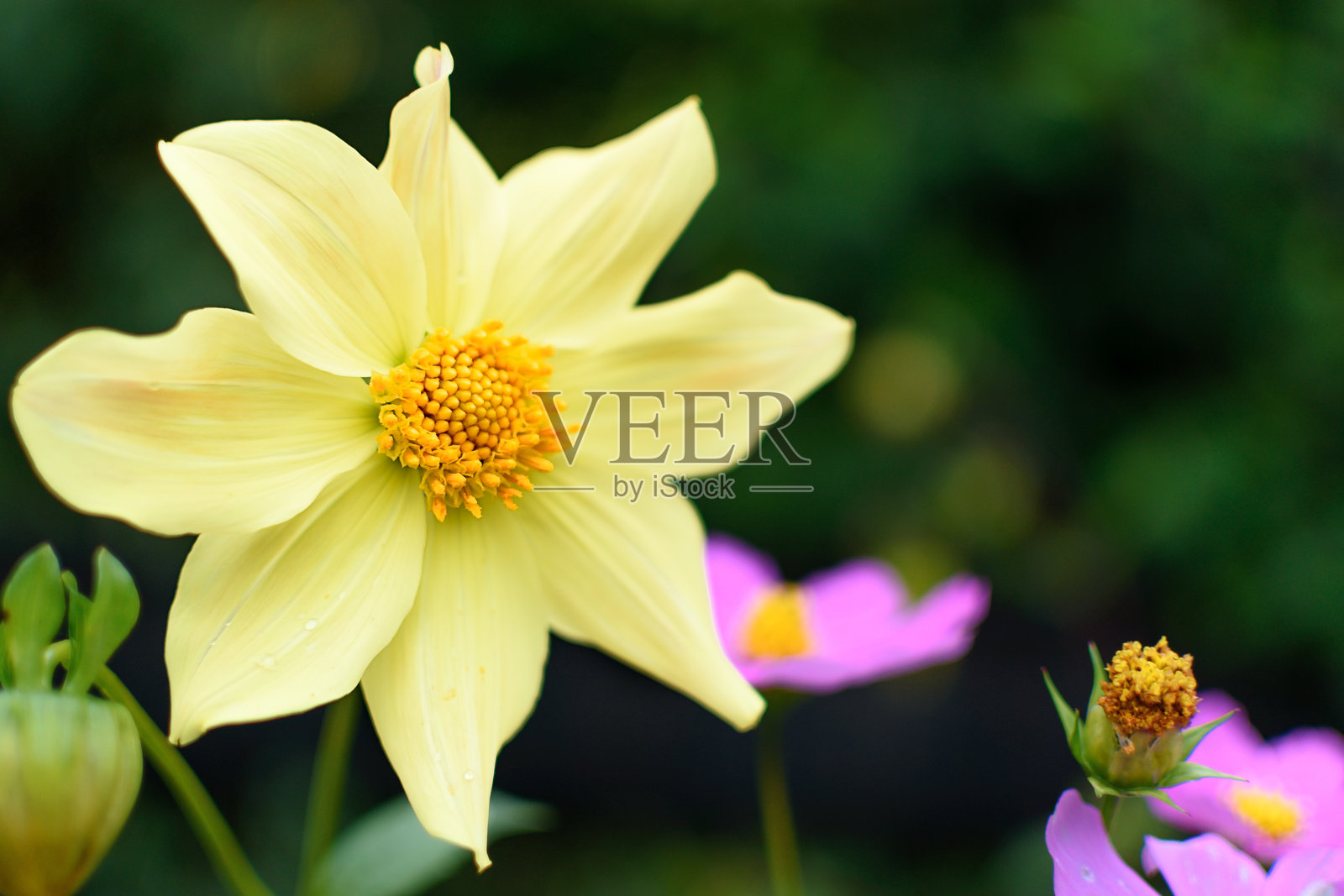 黄色花朵照片摄影图片