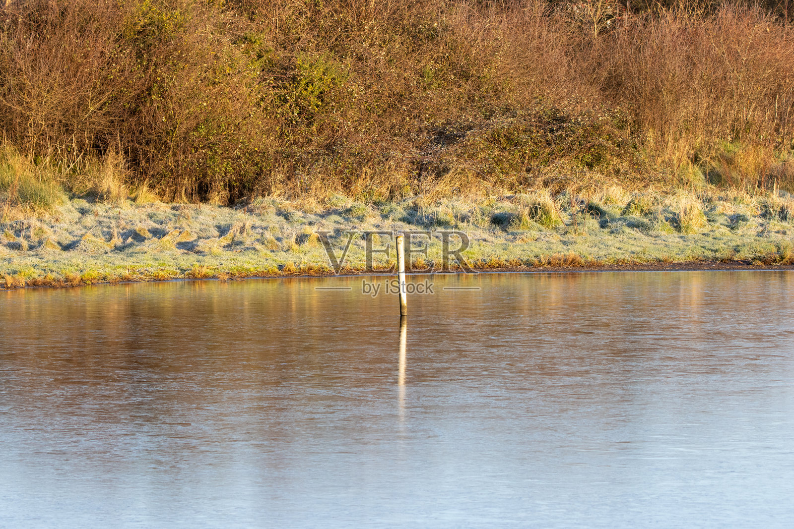 冬季的木桩和芦苇，光影交错照片摄影图片