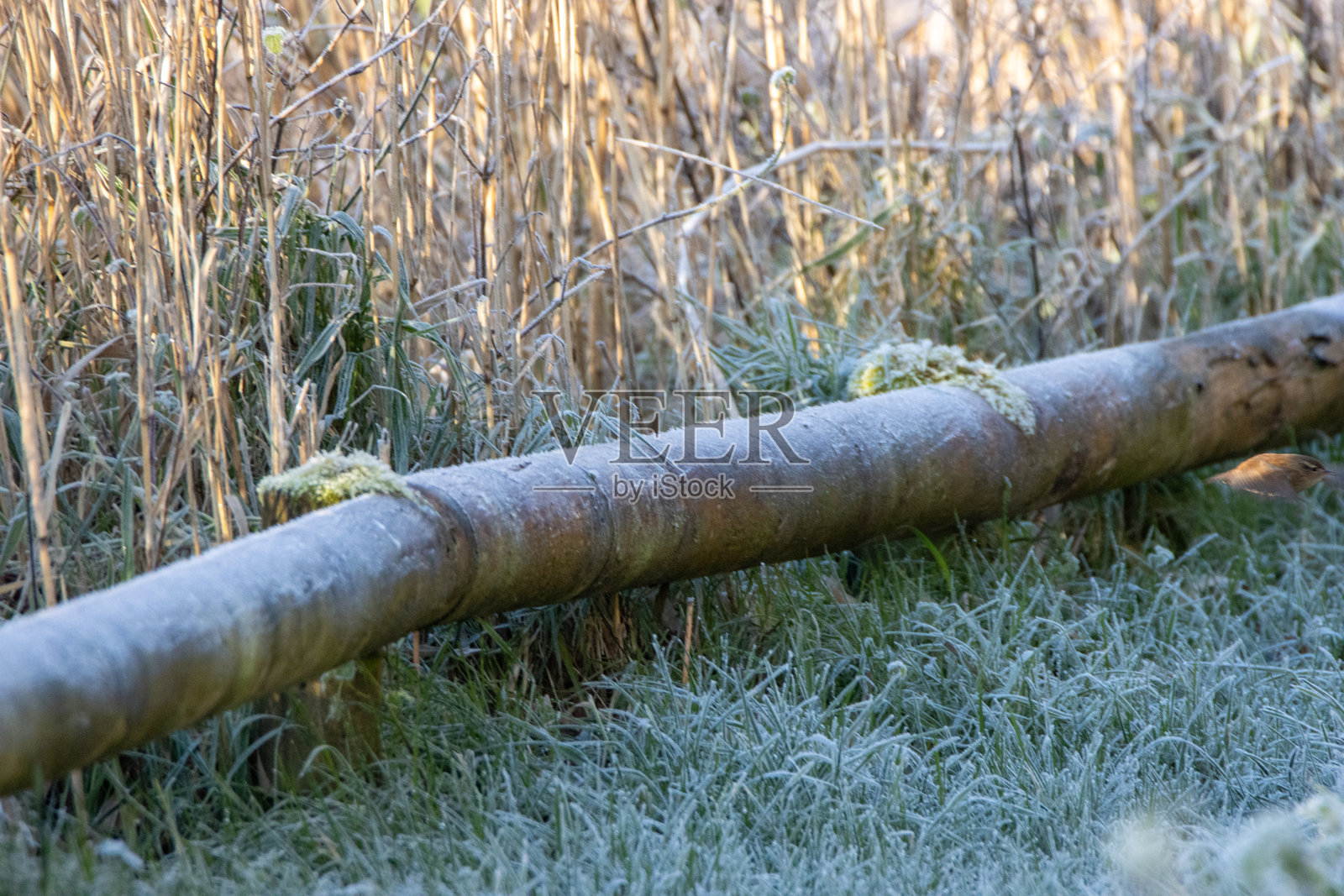 霜冻的短木栅栏与草和莎草照片摄影图片