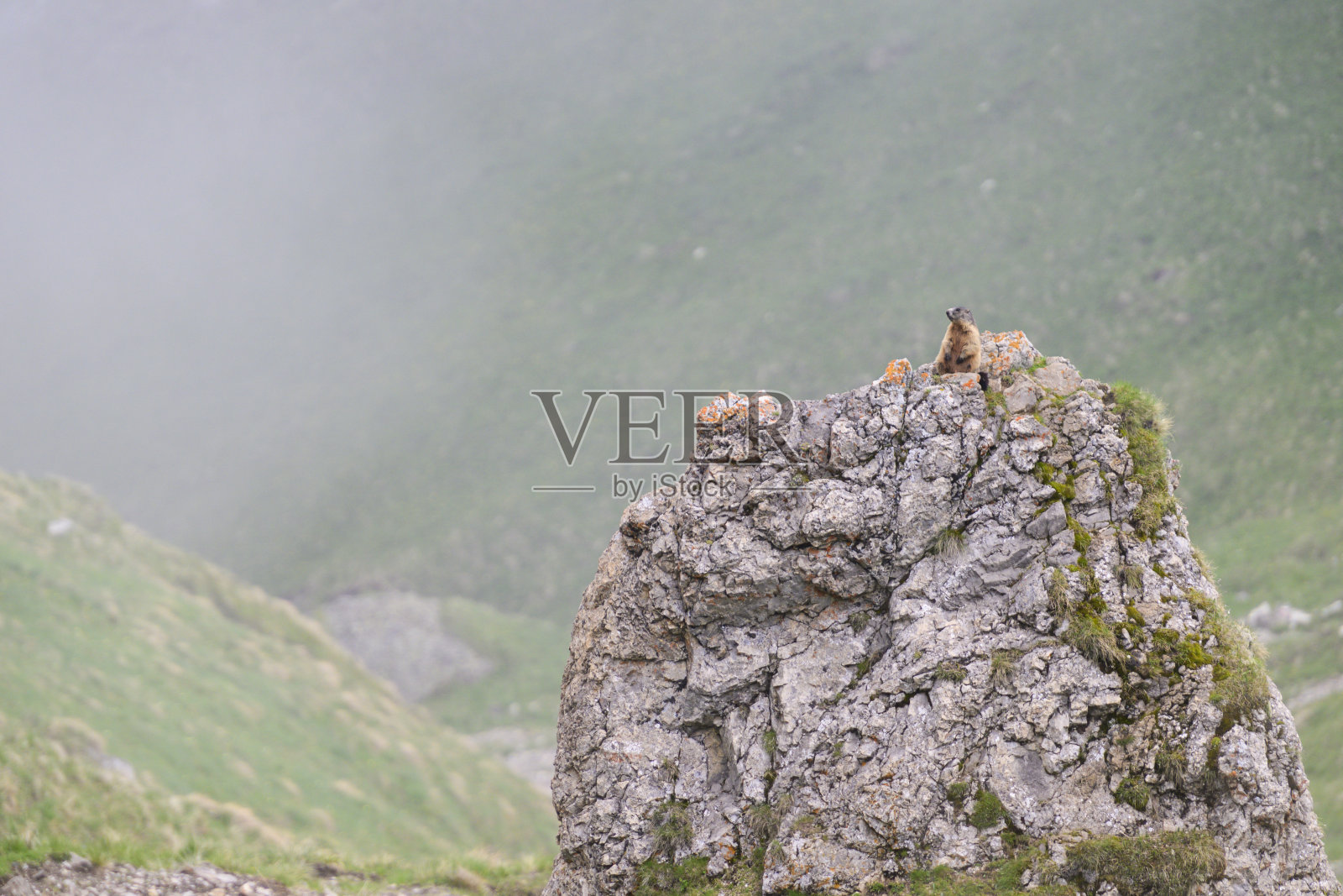 阿尔卑斯土拨鼠从岩石上俯瞰阿尔卑斯草甸照片摄影图片