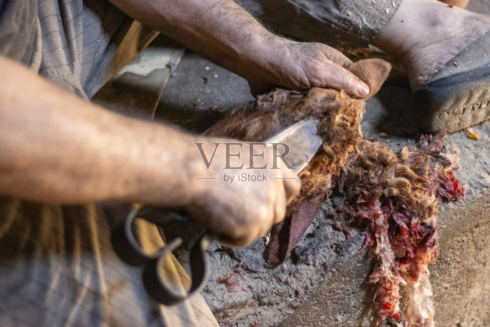 在摩洛哥马拉喀什的麦地那市场，屠夫的手正在清理一只羊头。照片摄影图片