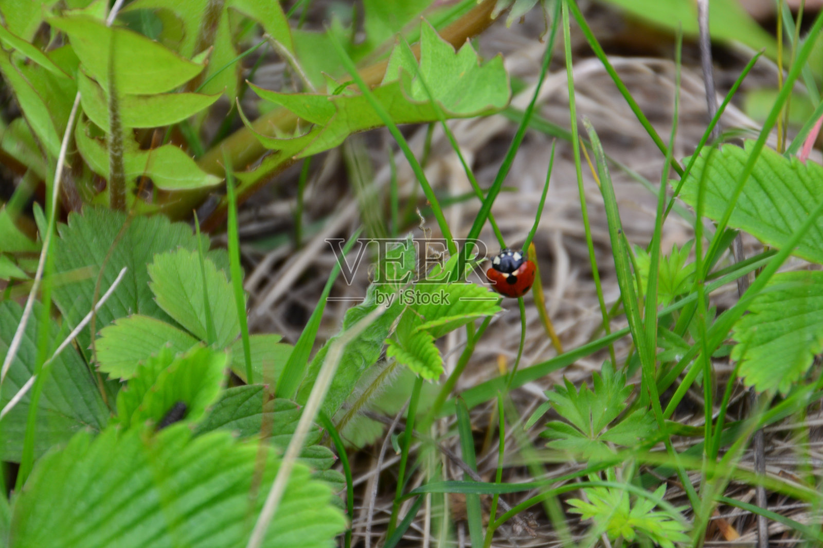 瓢虫在草地上爬行。照片摄影图片