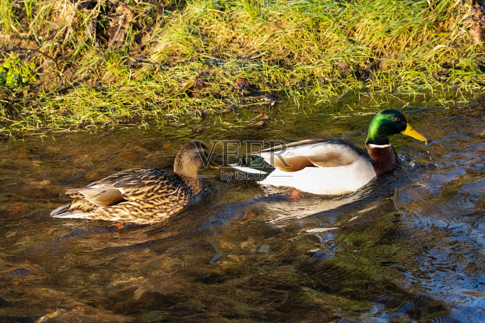 一对在浅水中嬉戏的绿头鸭（Anas platyrhynchos）照片摄影图片