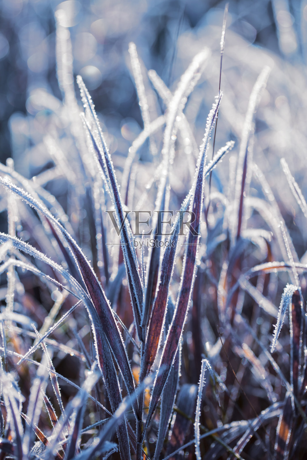 被霜冻覆盖的草叶照片摄影图片