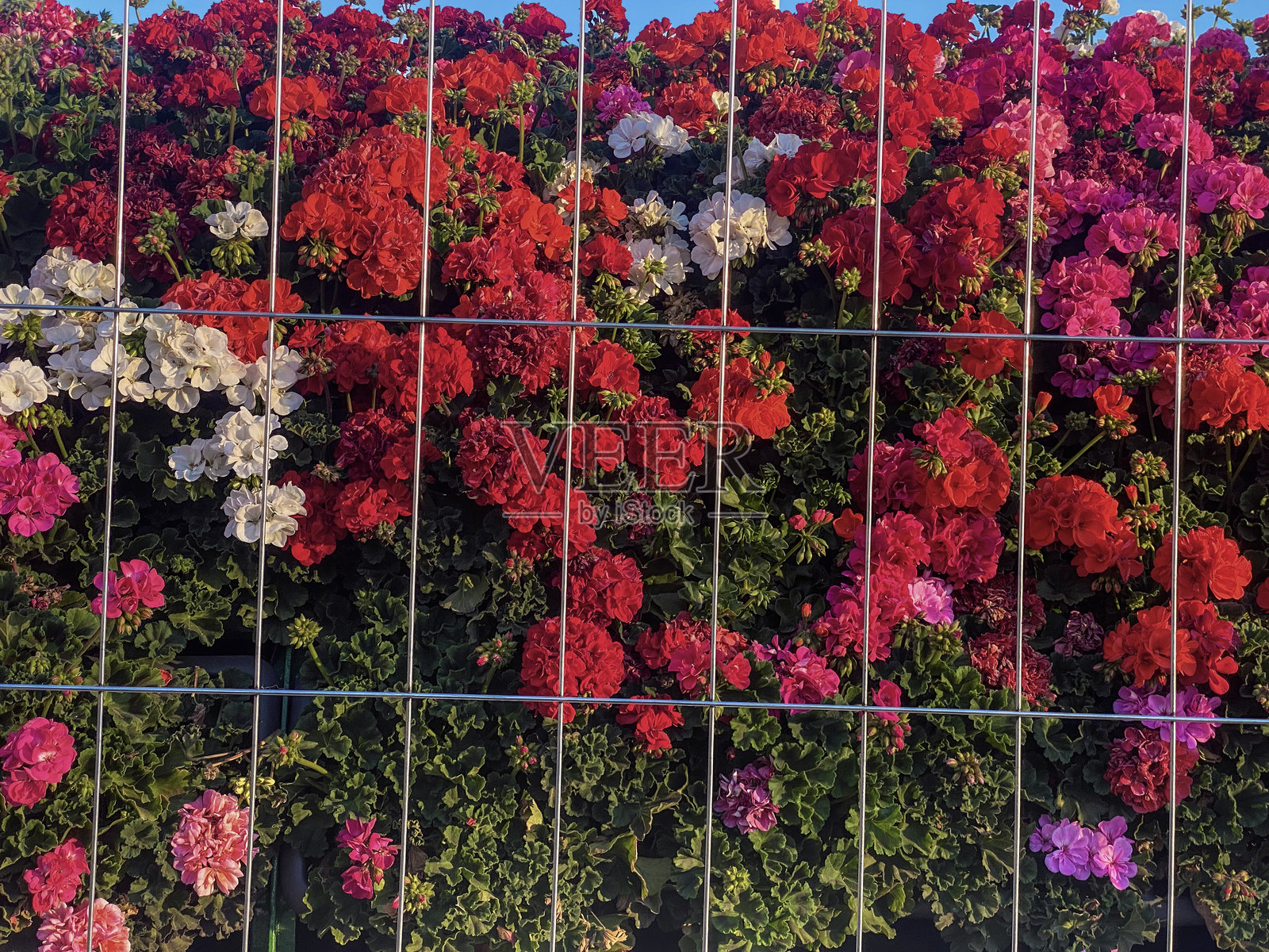 链条围栏后面有很多花。照片摄影图片