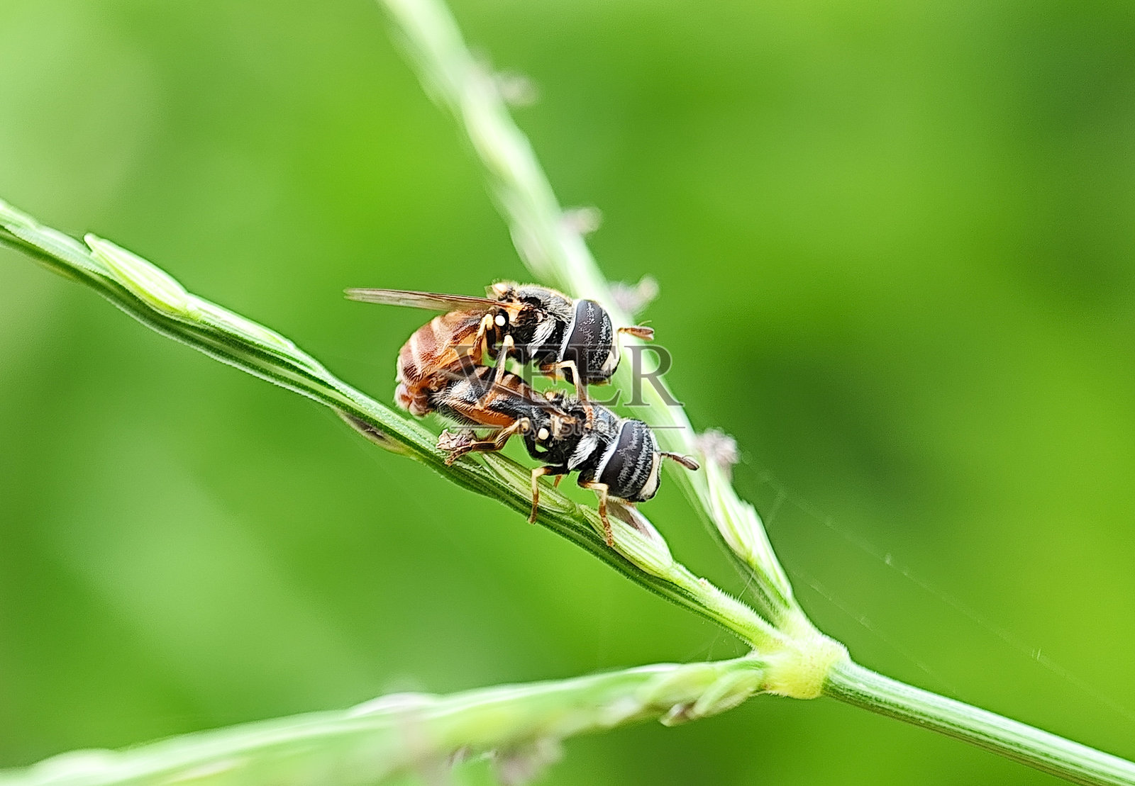 近距离拍摄的腓肠肌繁衍动物照片照片摄影图片