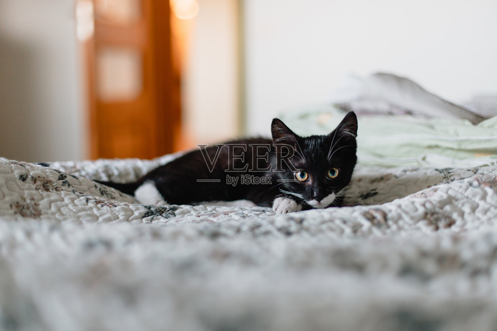 黑色小猫脖子上有白色毛发，正躺在床上白色的毯子上，直视着镜头。照片摄影图片