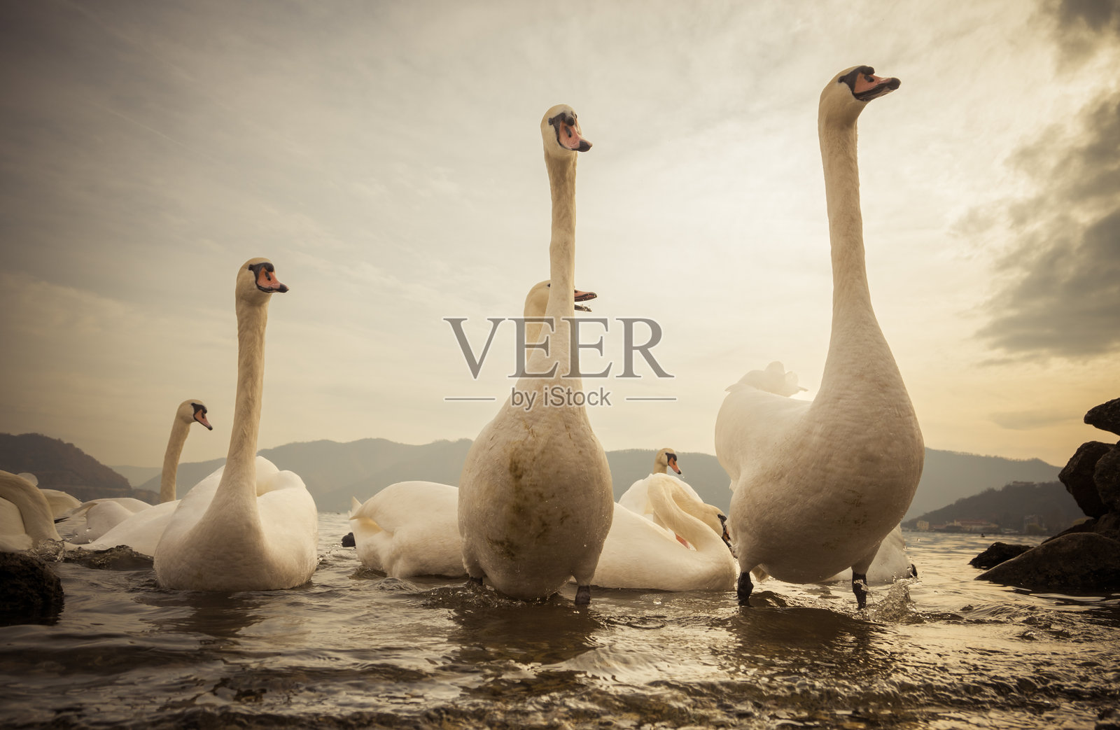 天鹅特写。照片摄影图片