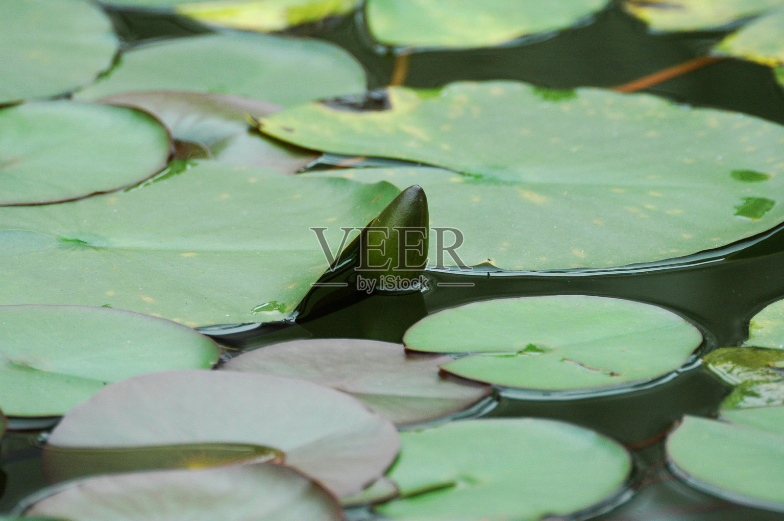 水面上盛开的睡莲照片摄影图片
