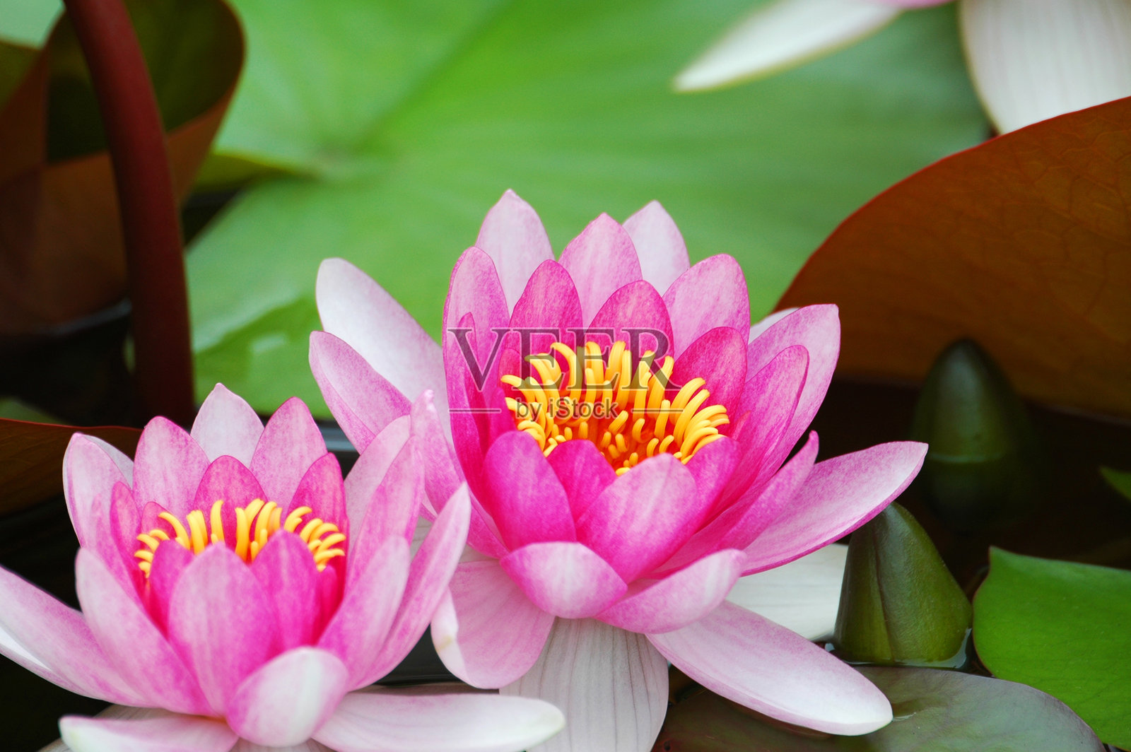 水面上盛开的睡莲照片摄影图片