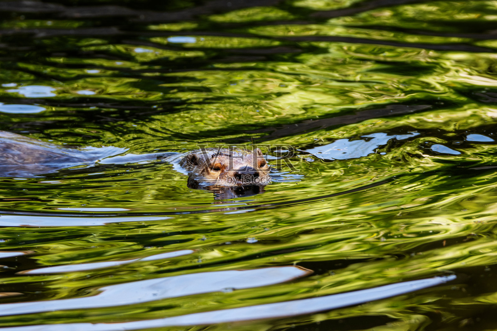 北美河獺（Lontra canadensis）在淡绿色静水中游泳，水面映出天空和树木的倒影。照片摄影图片