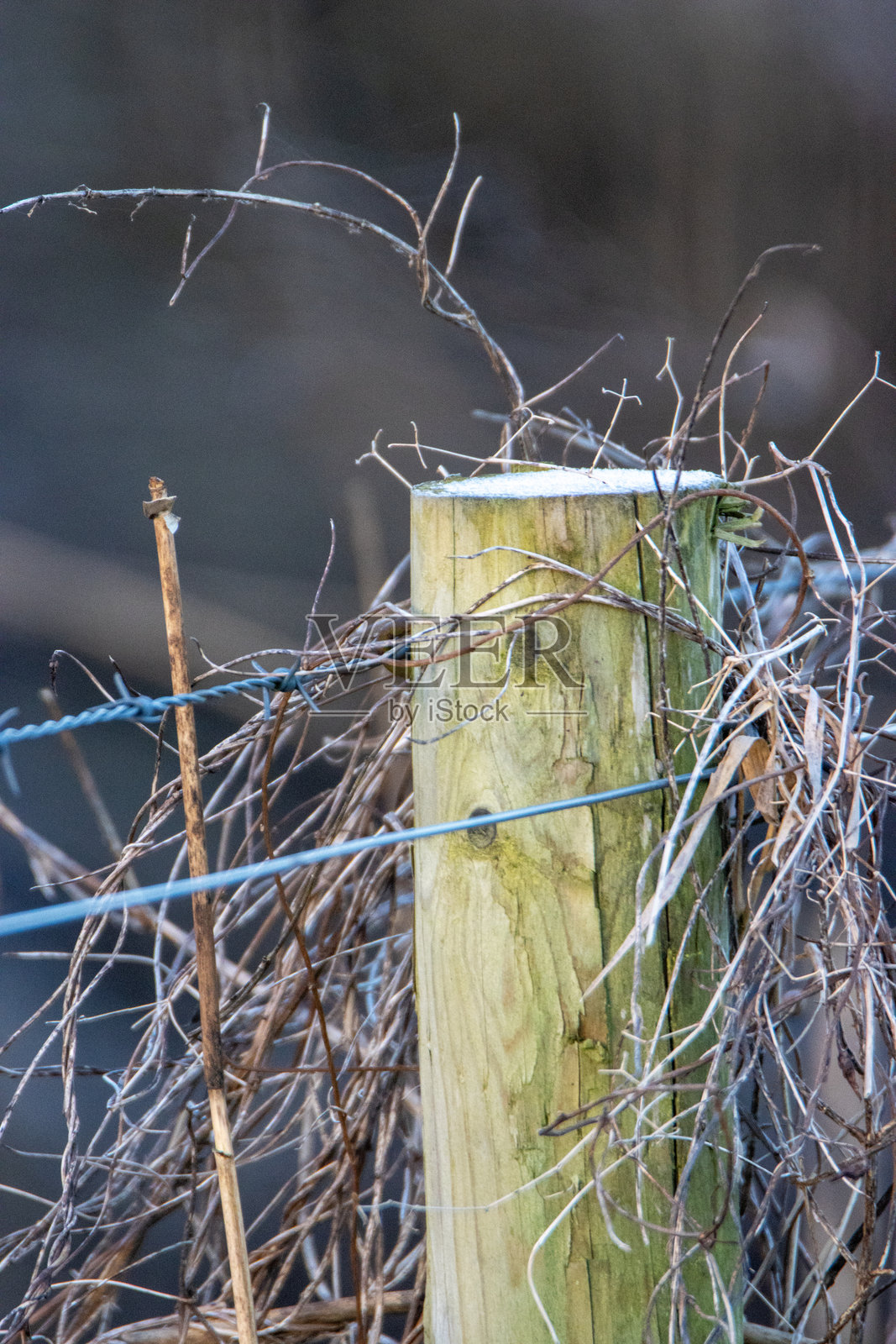 冬季的篱笆柱与霜，光影交错照片摄影图片