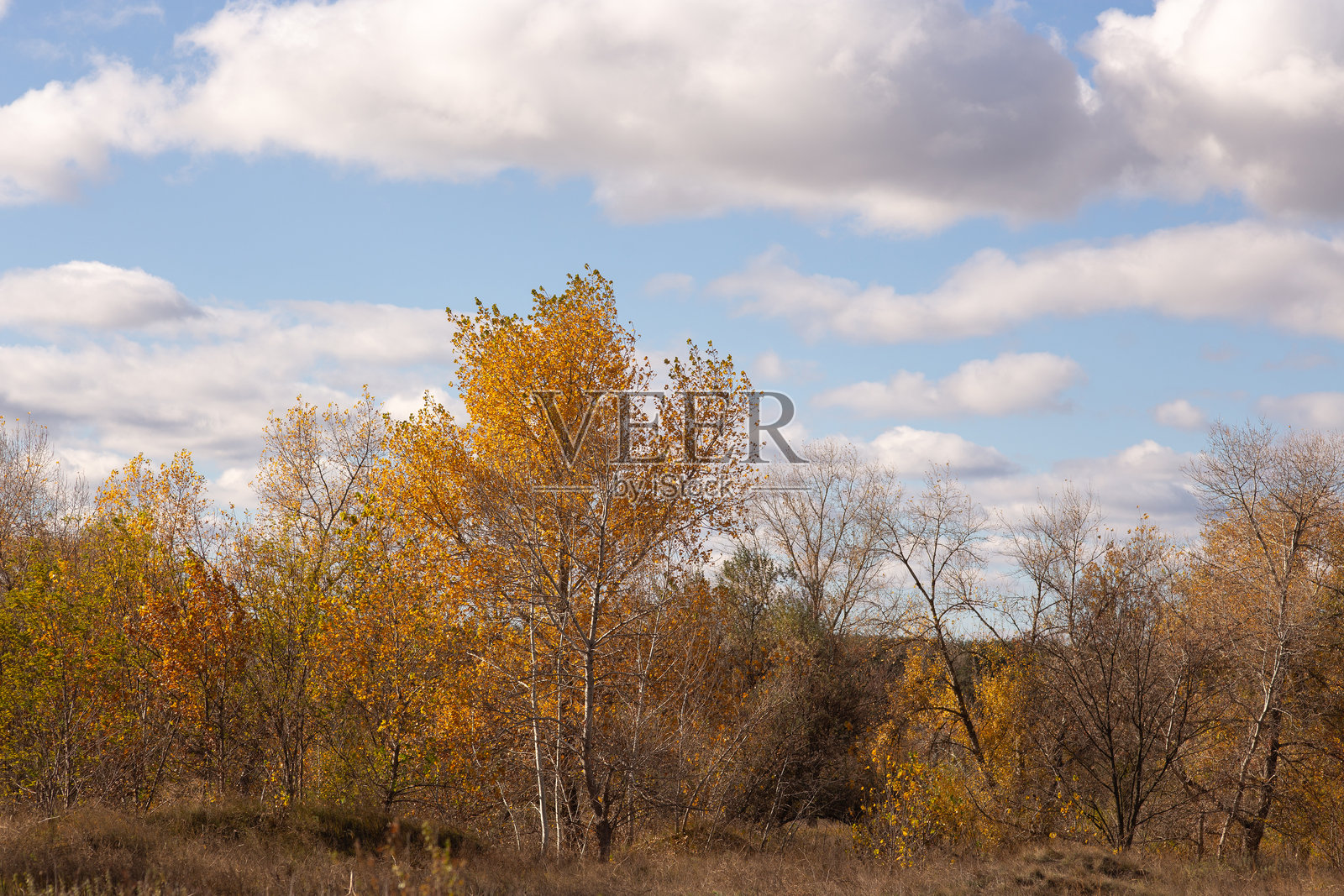 树上的秋叶照片摄影图片