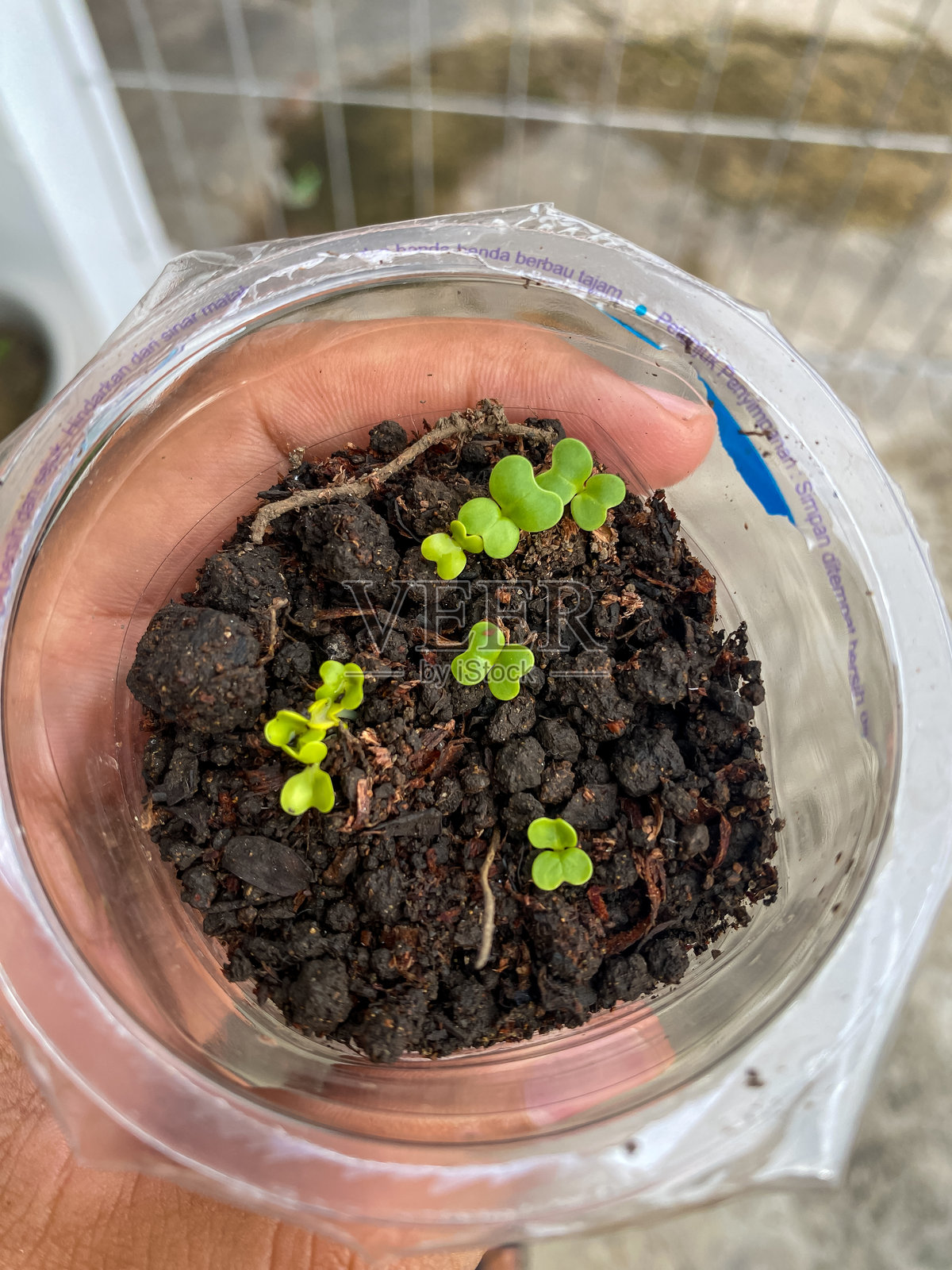 种子小白菜蔬菜照片摄影图片