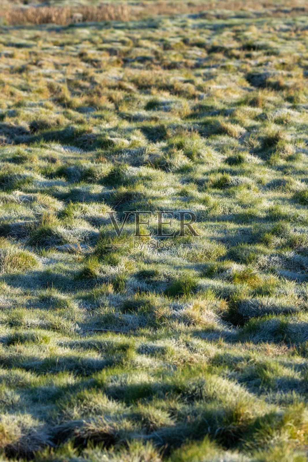 冬季光影下的冰冻芦苇草地照片摄影图片
