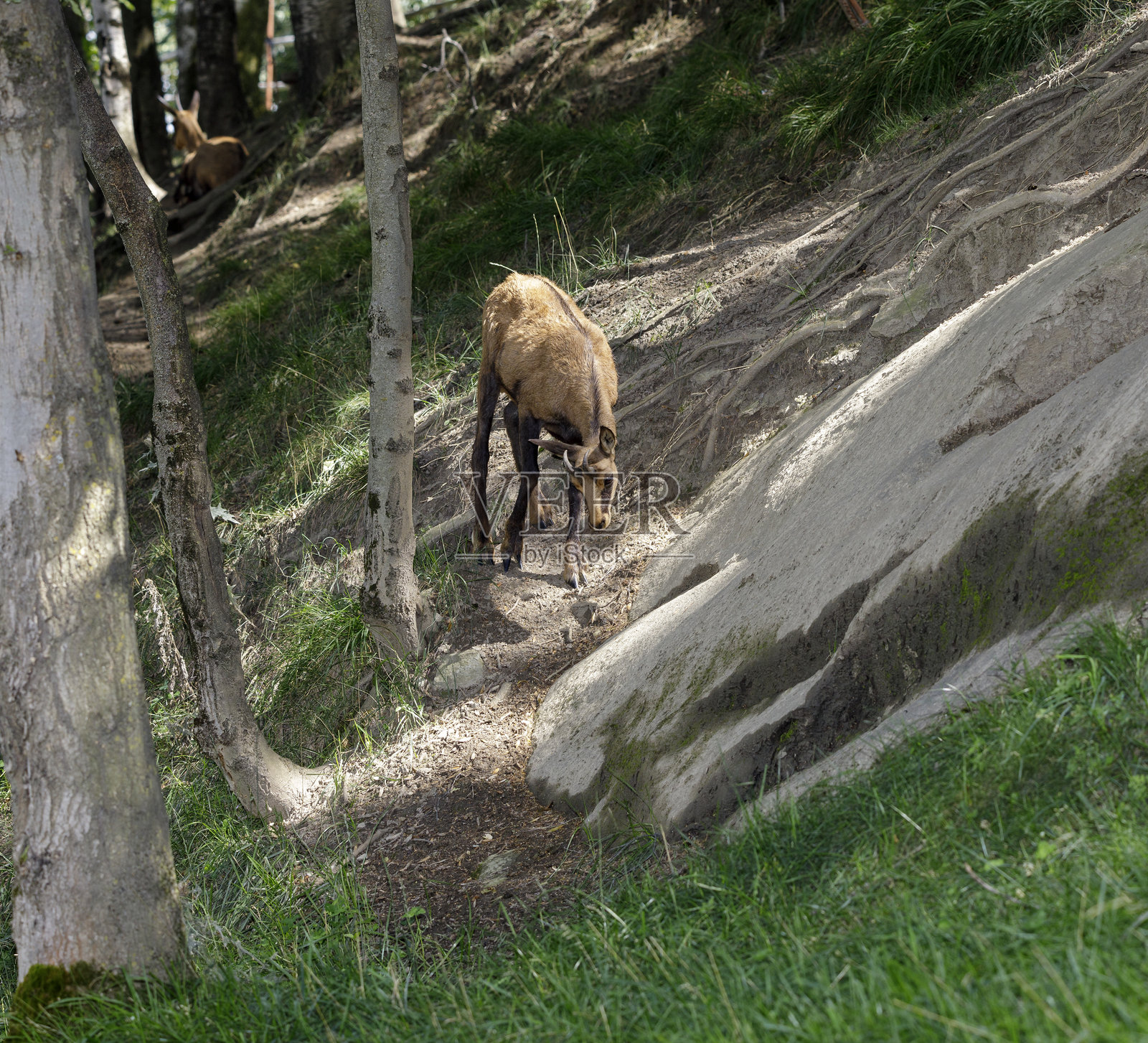 阿尔卑斯山羚（Rupicapra rupicapra，科：牛科）照片摄影图片