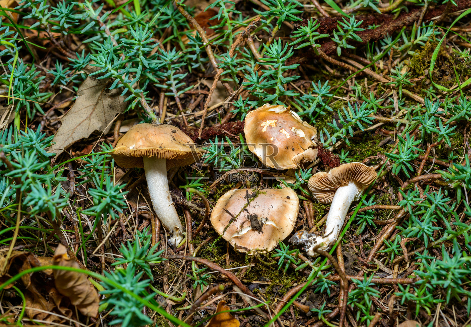 Tricholoma属 - 一组可食用蘑菇在乌克兰花园的绿草中生长照片摄影图片