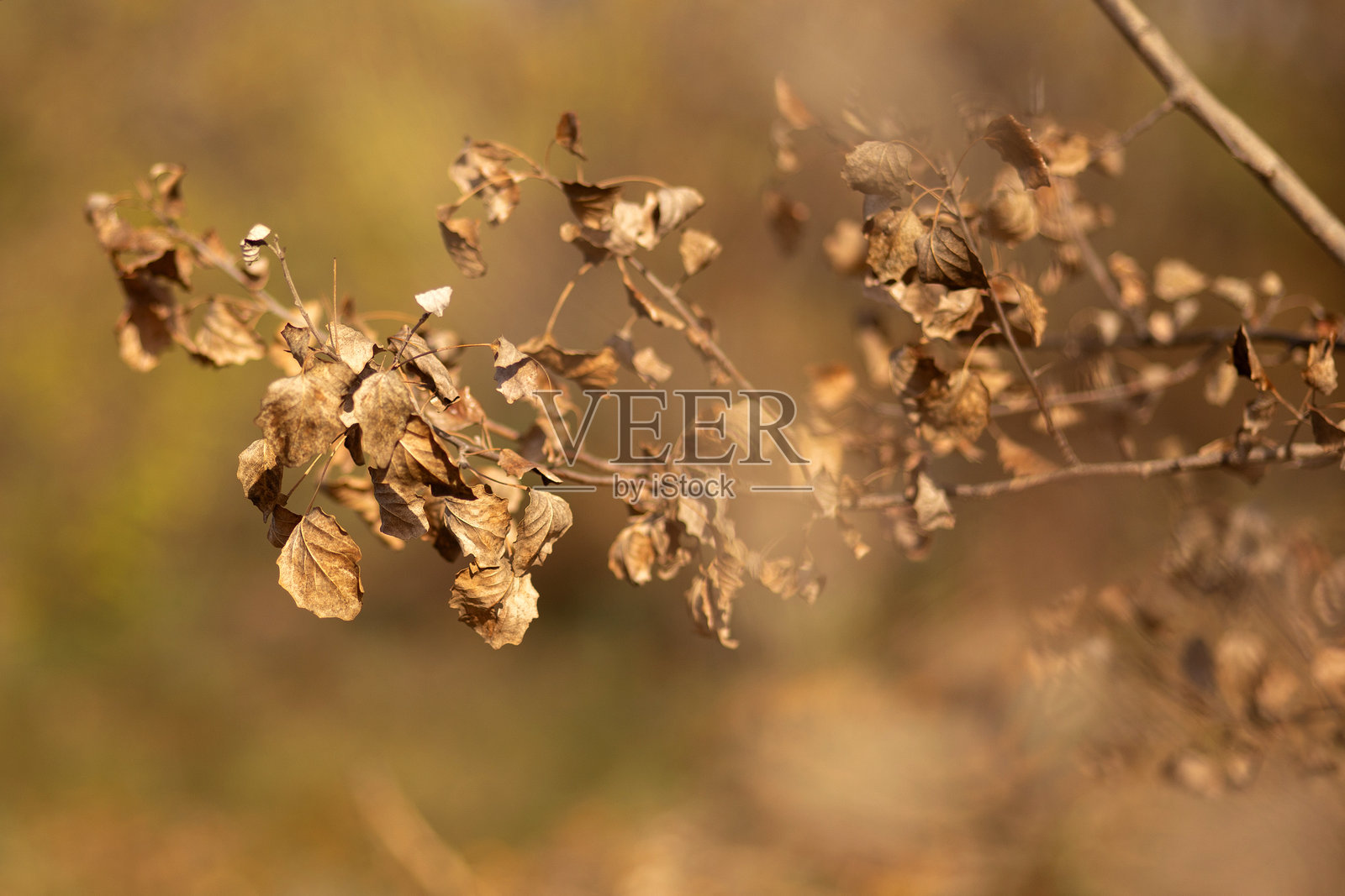 树上的秋叶照片摄影图片