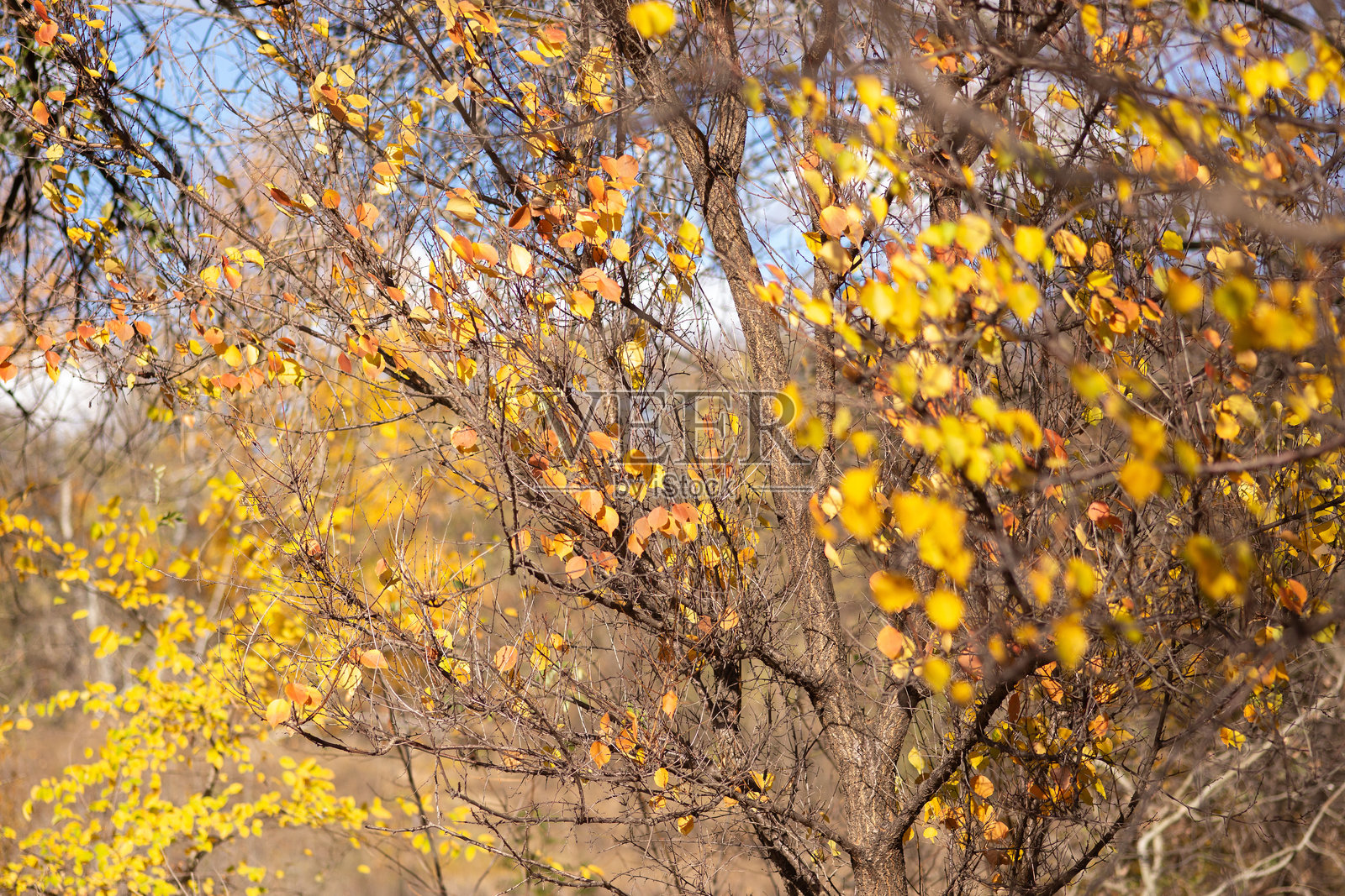 树上的秋叶照片摄影图片