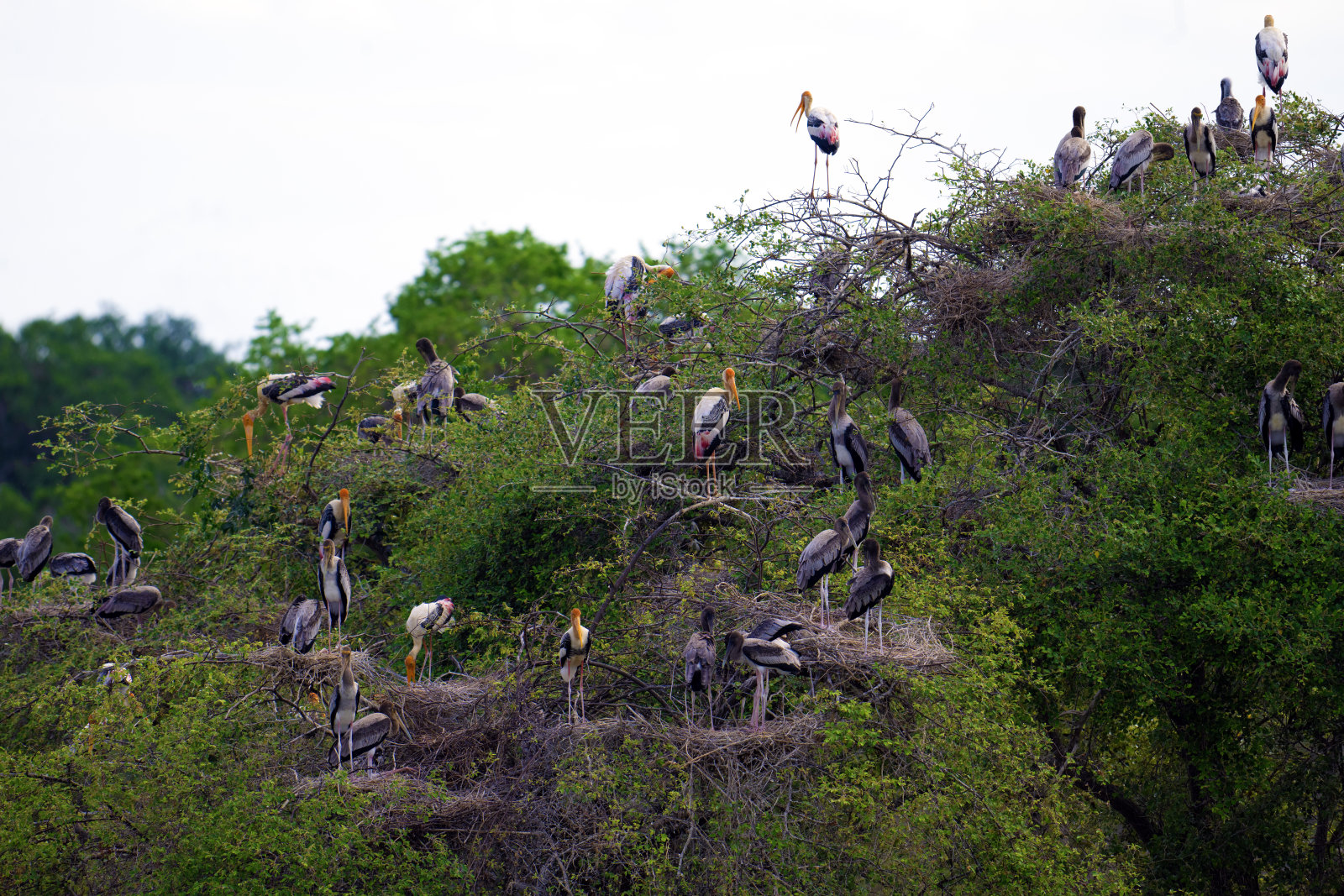 斯里兰卡的画鹳栖息地。照片摄影图片