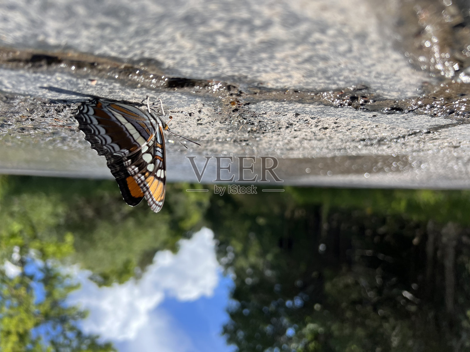 路上的蝴蝶照片摄影图片