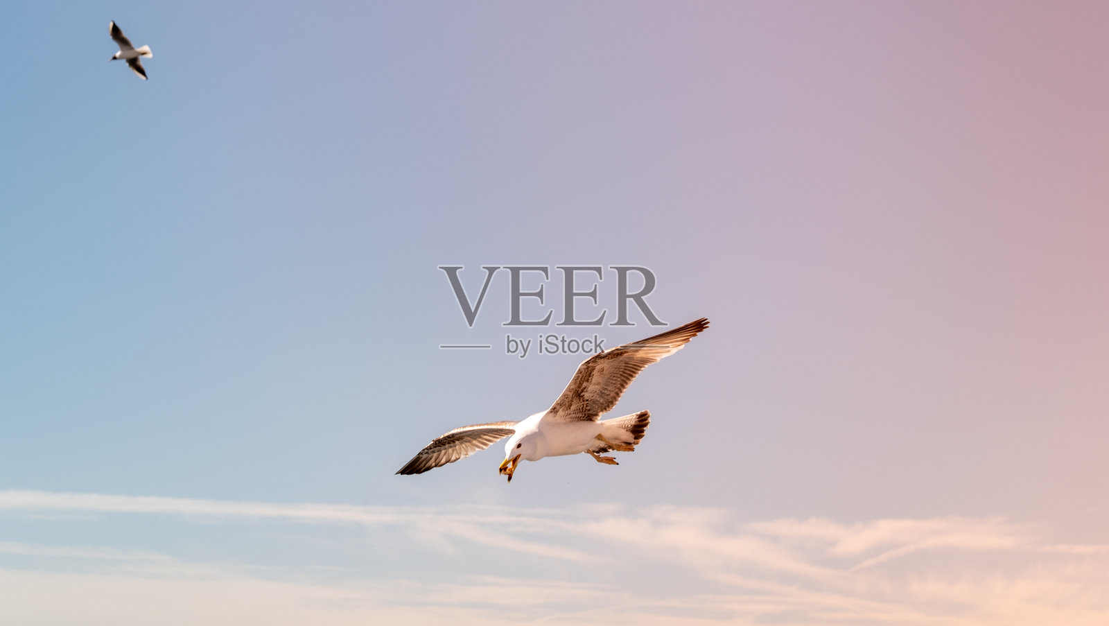 高分辨率特写照片，展现一只飞翔的海鸥照片摄影图片