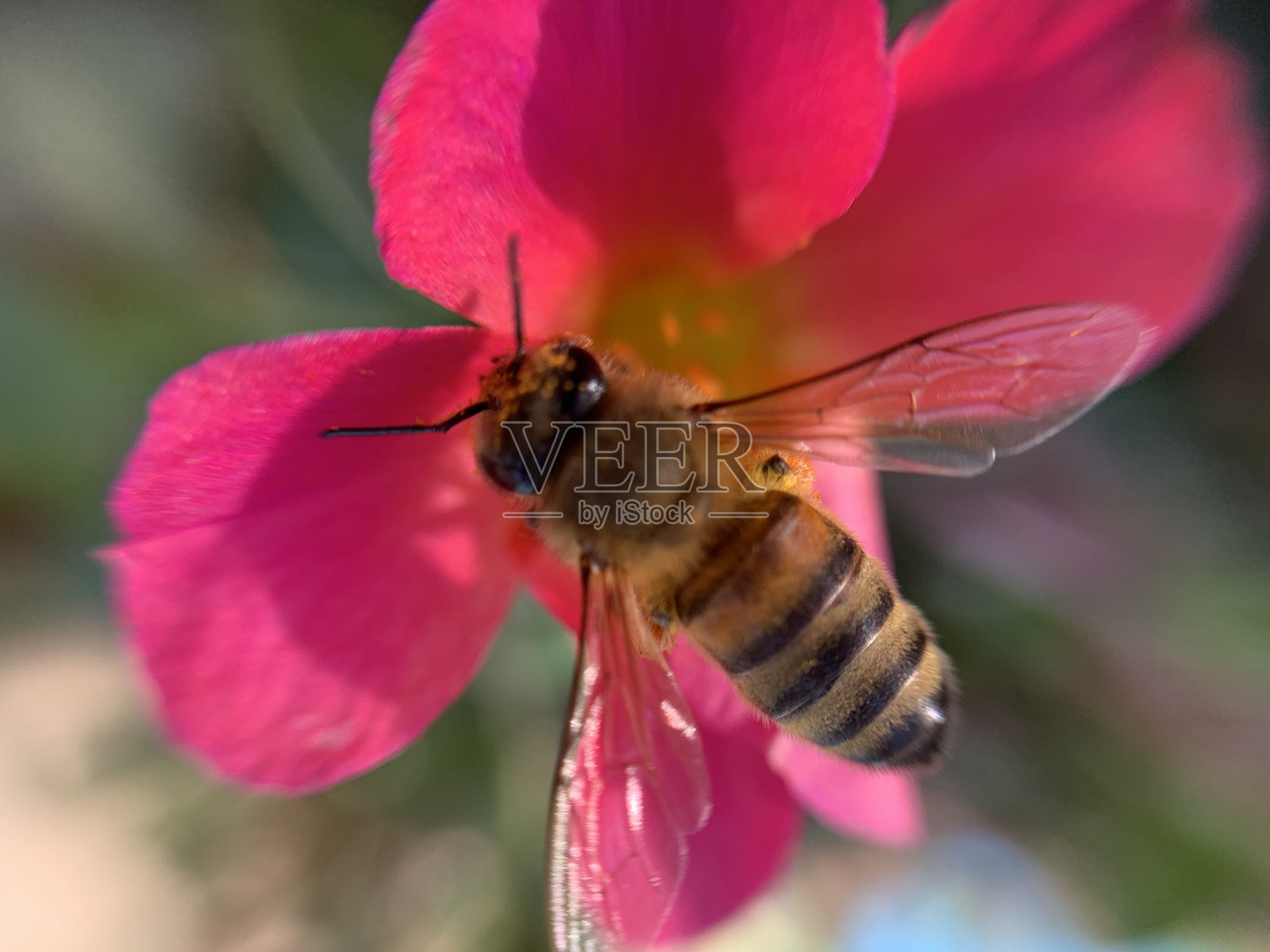 蜜蜂与粉色花朵照片摄影图片