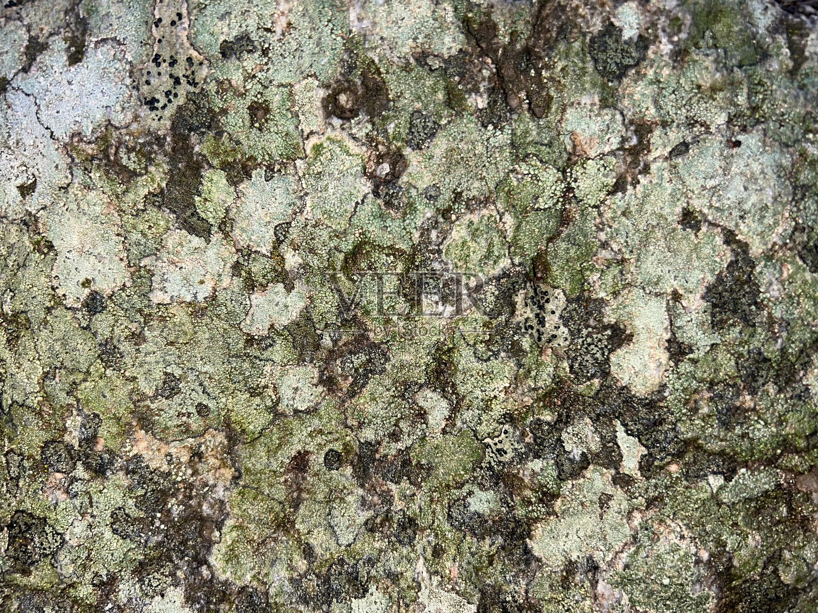 苔藓和地衣的特写镜头照片摄影图片