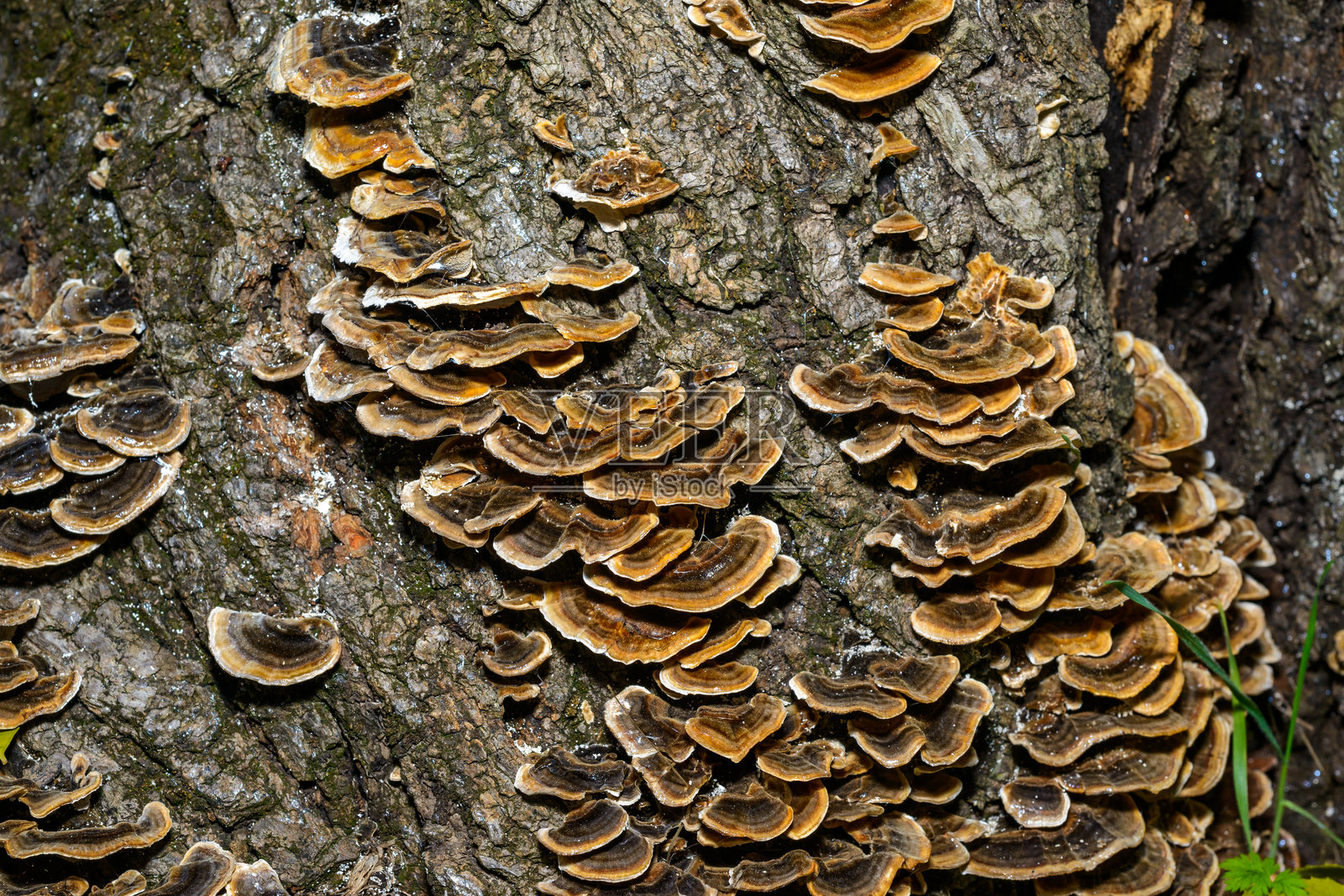 多孔菌 Trametes versicolor - 生长在乌克兰花园旧腐木桩上的树木蘑菇照片摄影图片