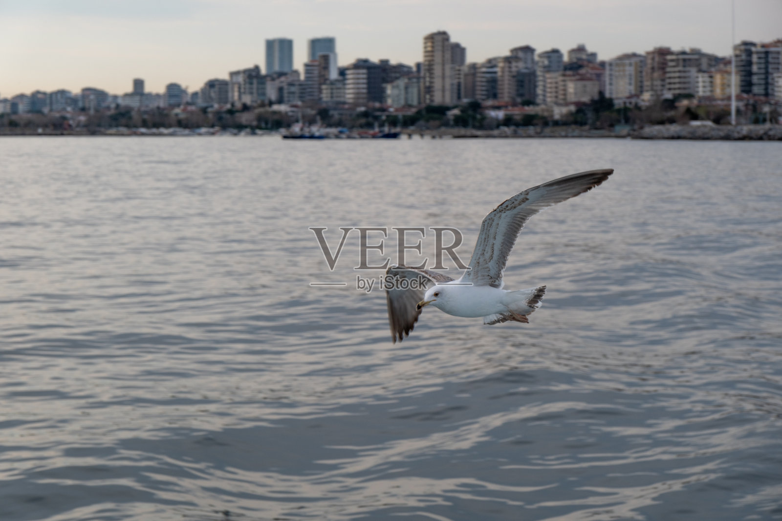 高分辨率的海鸥照片照片摄影图片