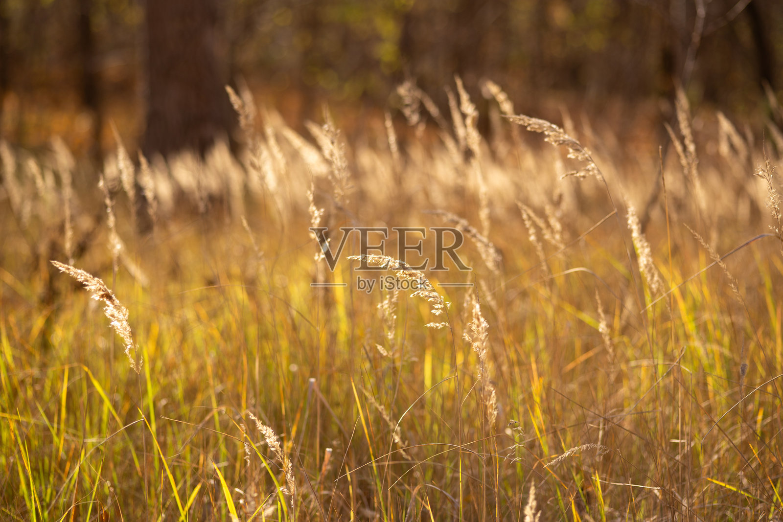 树上的秋叶照片摄影图片