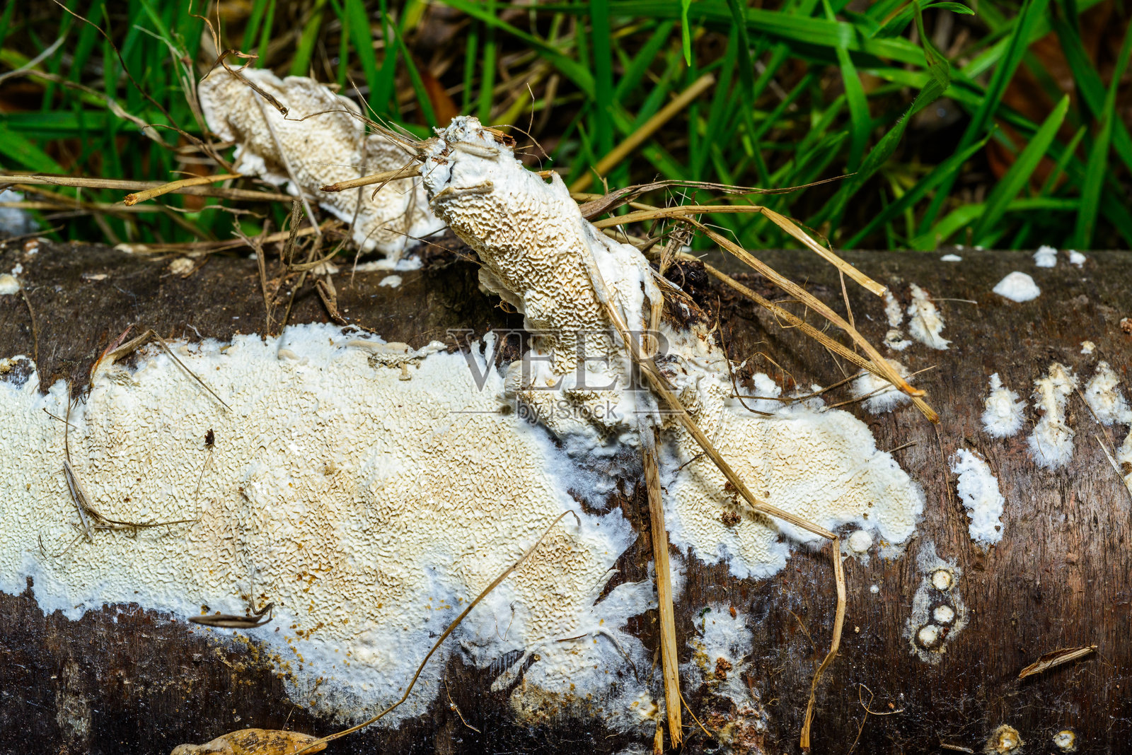 乌克兰花园中一棵老腐朽树干上的不可食用树木真菌（Postia sp.（Postia undosa））照片摄影图片