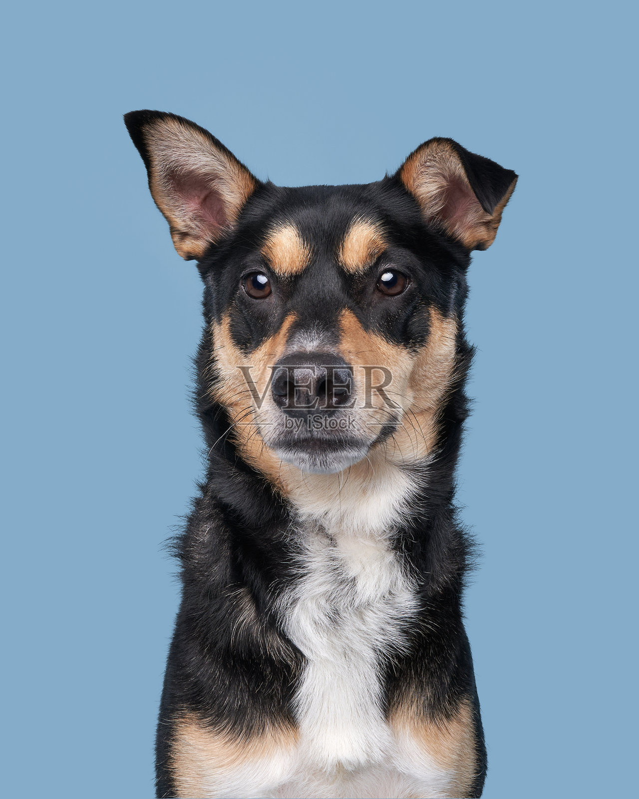 一只耳朵垂下的杂交犬照片摄影图片