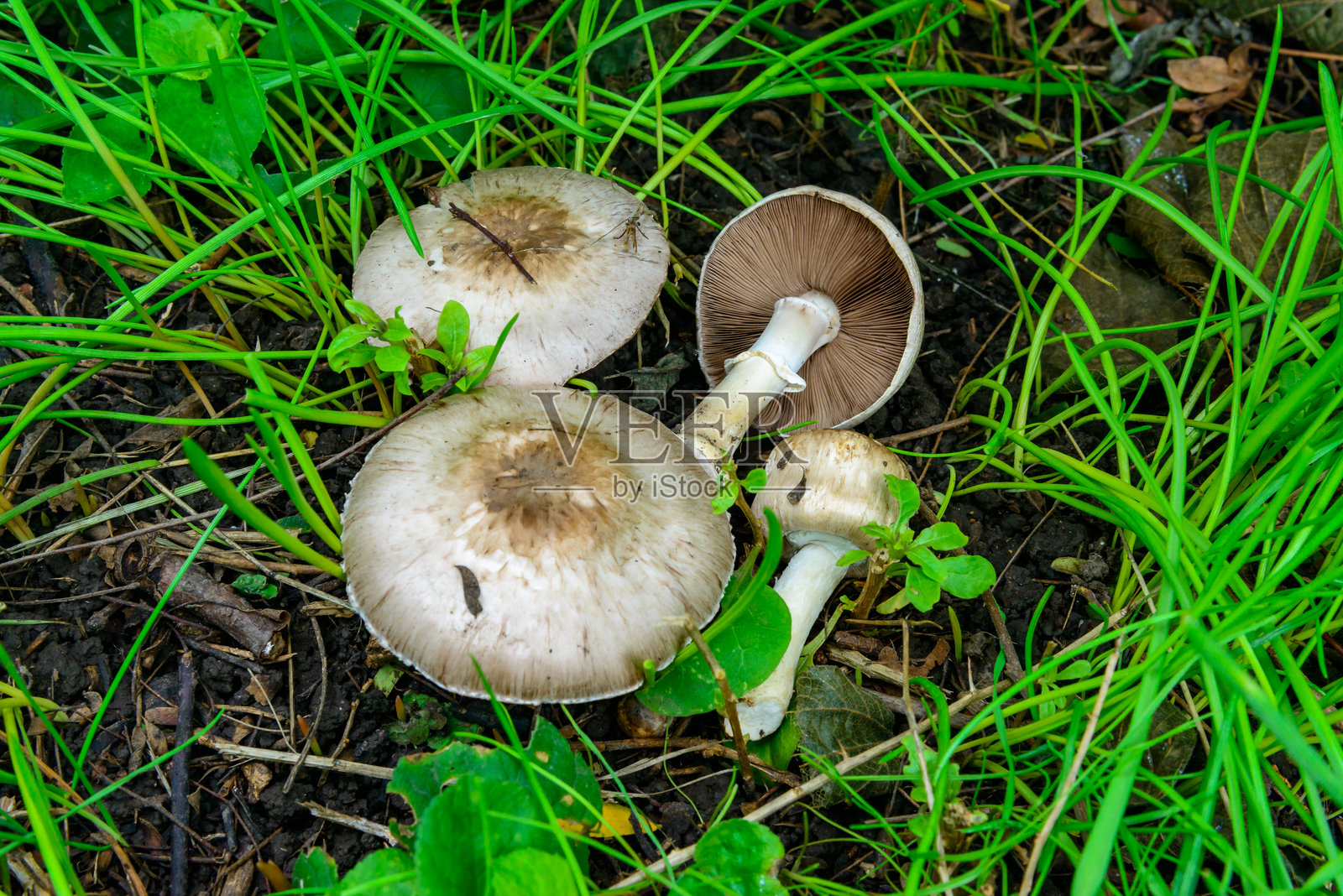 乌克兰花园中绿草丛中的一组不可食用且稀有的蘑菇（Agaricus bresadolanus）照片摄影图片