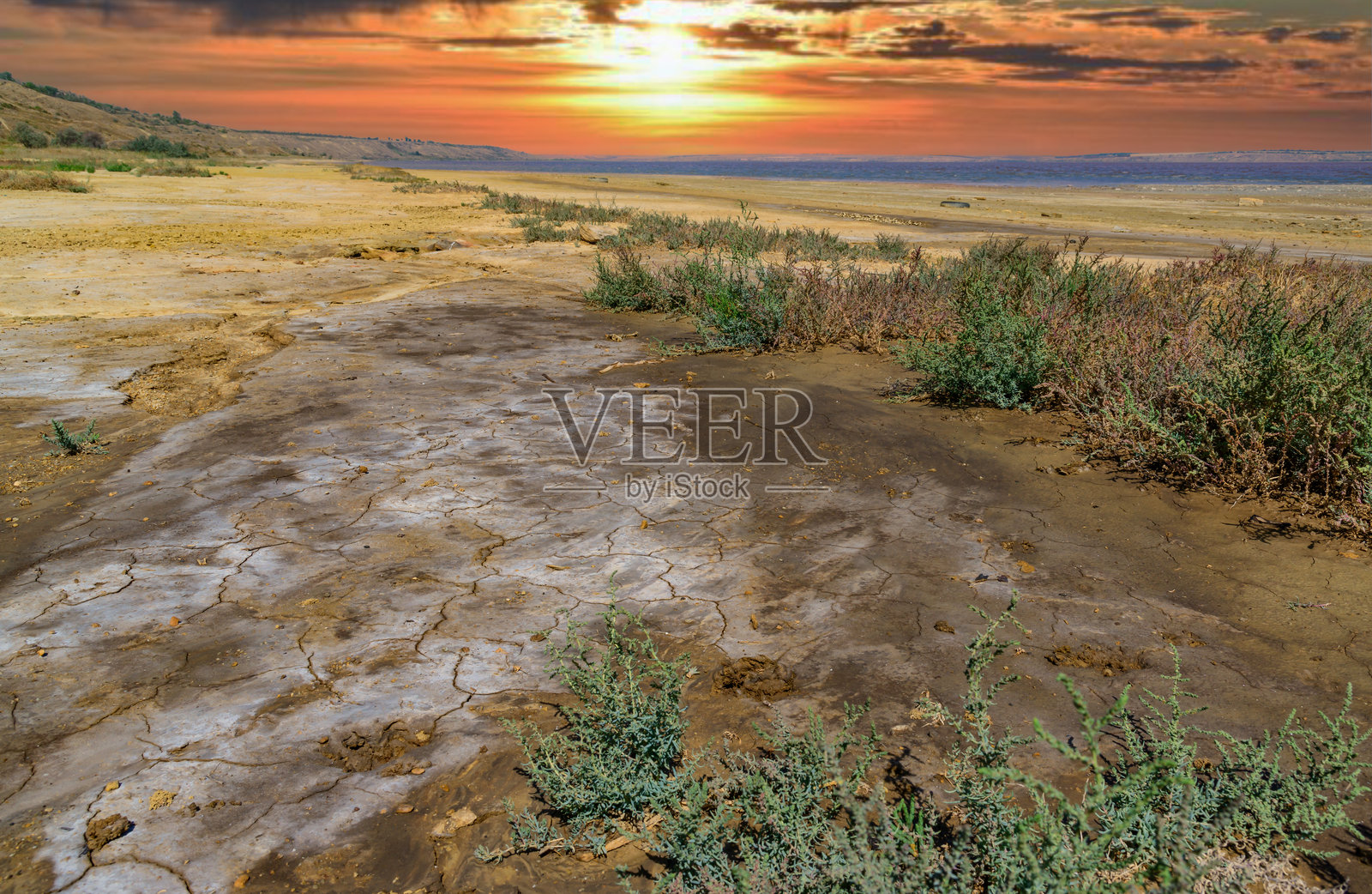 库亚尔尼茨基海湾的海岸，干燥盐碱地上生长着耐盐植物照片摄影图片