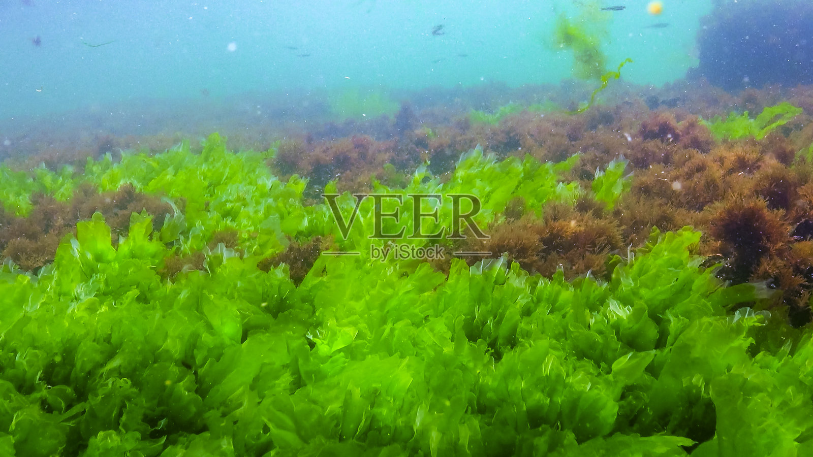 黑海水下的藻类景观，浅水区岩石上的绿藻乌拉和肠藻照片摄影图片